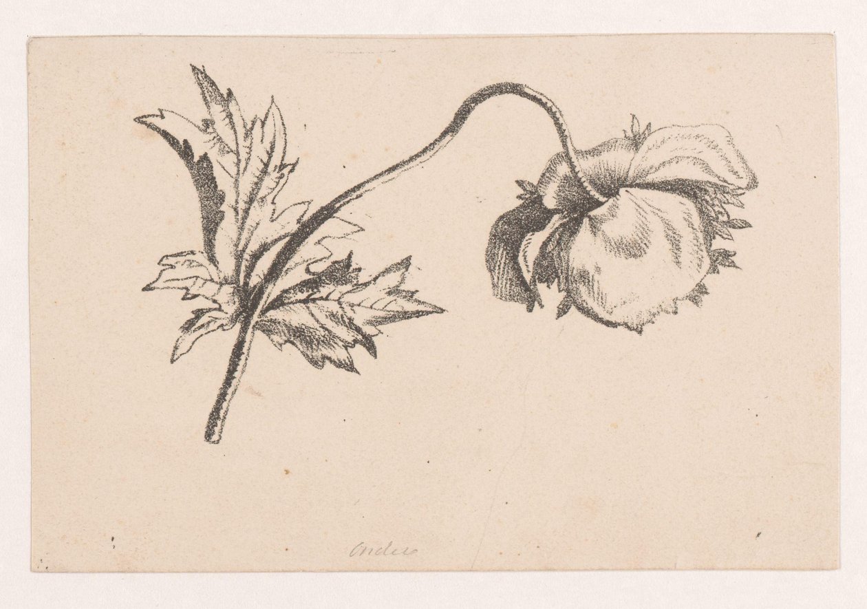 Poppy by Maria Geertruida de Goeje Barbiers (attributed to)