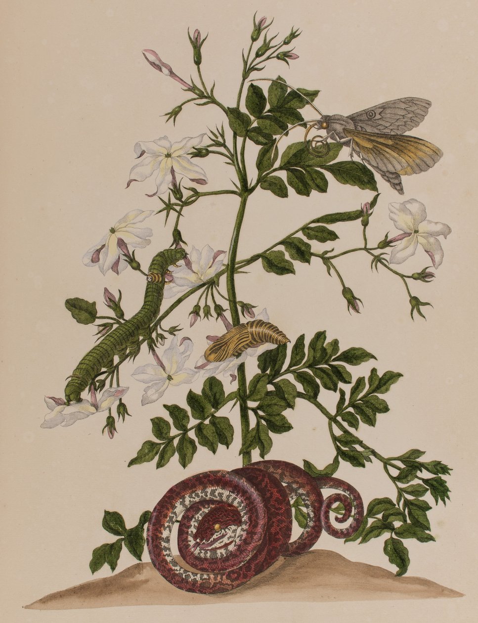 Illustration from 