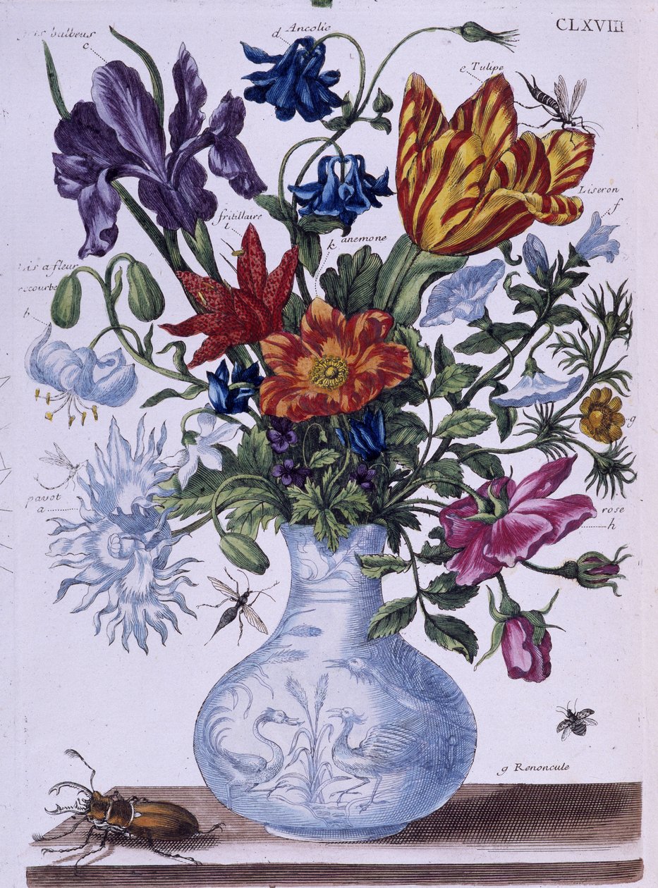 Beetle and different flowers - dess. by Maria Sibylla Merian, n.d., approx. late 18th century by Maria Sibylla Merian