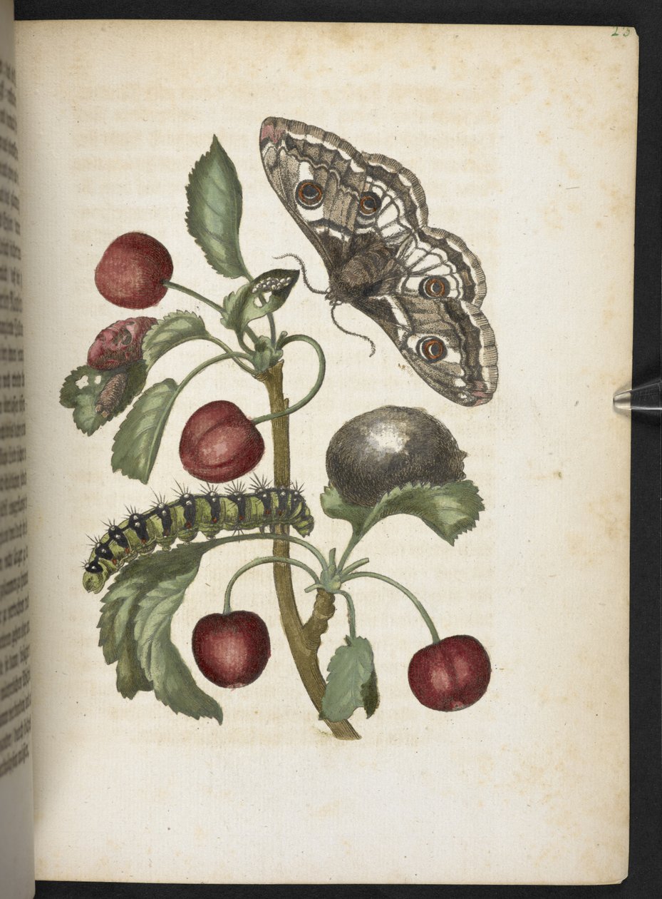 The Caterpillar