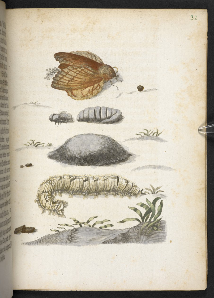 The Caterpillar