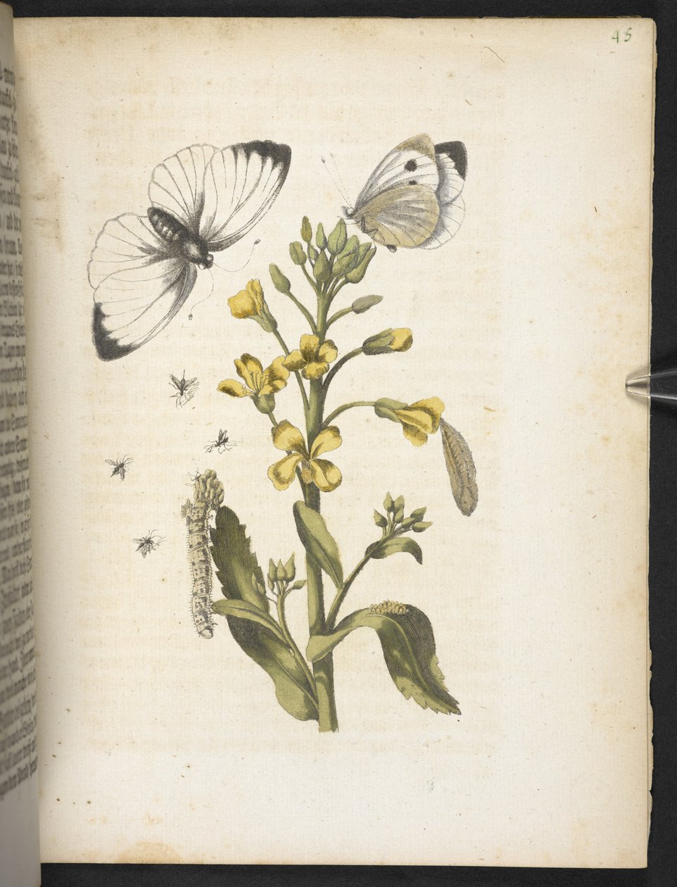 The Wonderful Transformation of Caterpillars and Their Strange Flower Food by Maria Sibylla Merian