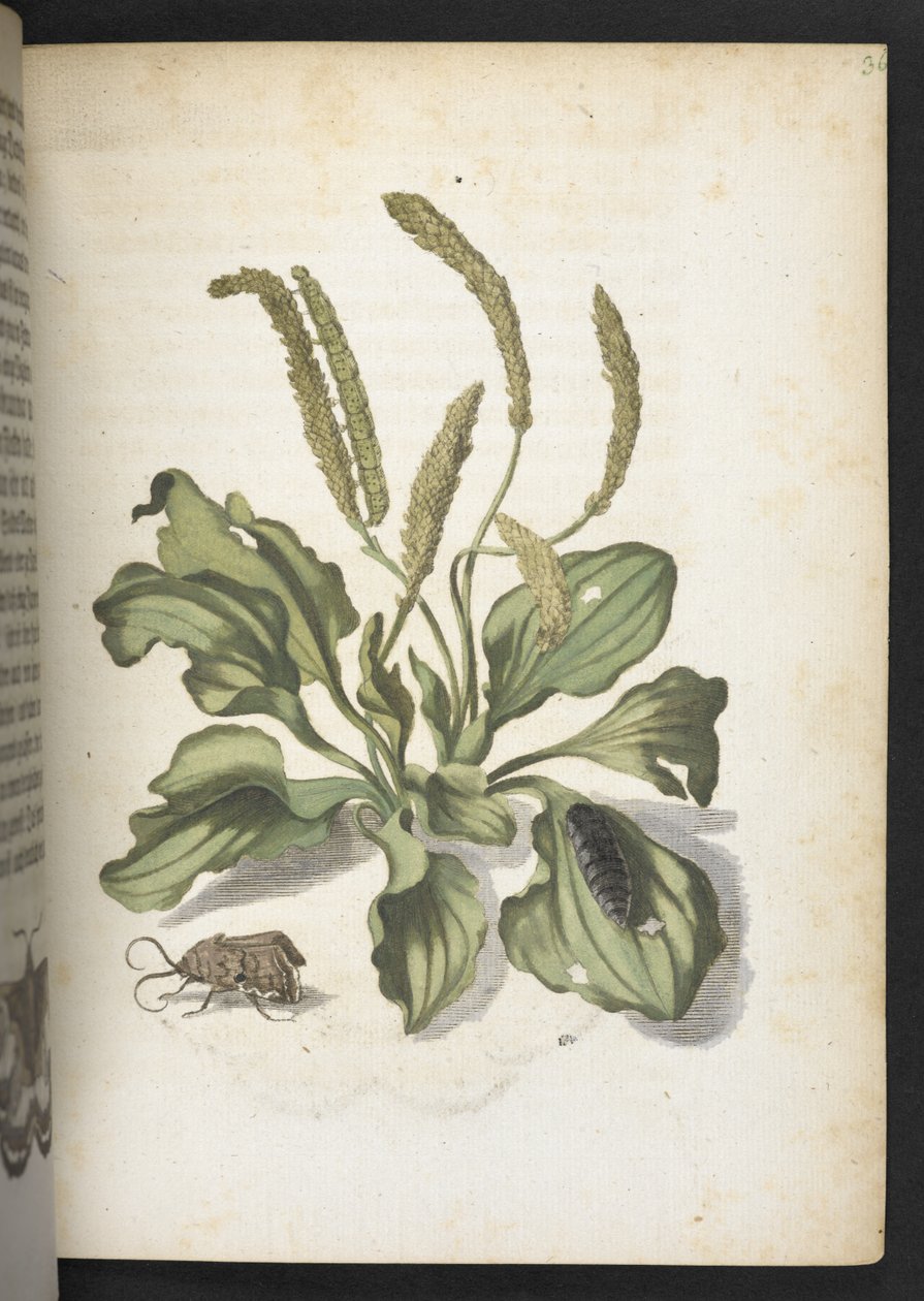 The Wonderful Transformation of Caterpillars and Their Strange Flower Food by Maria Sibylla Merian