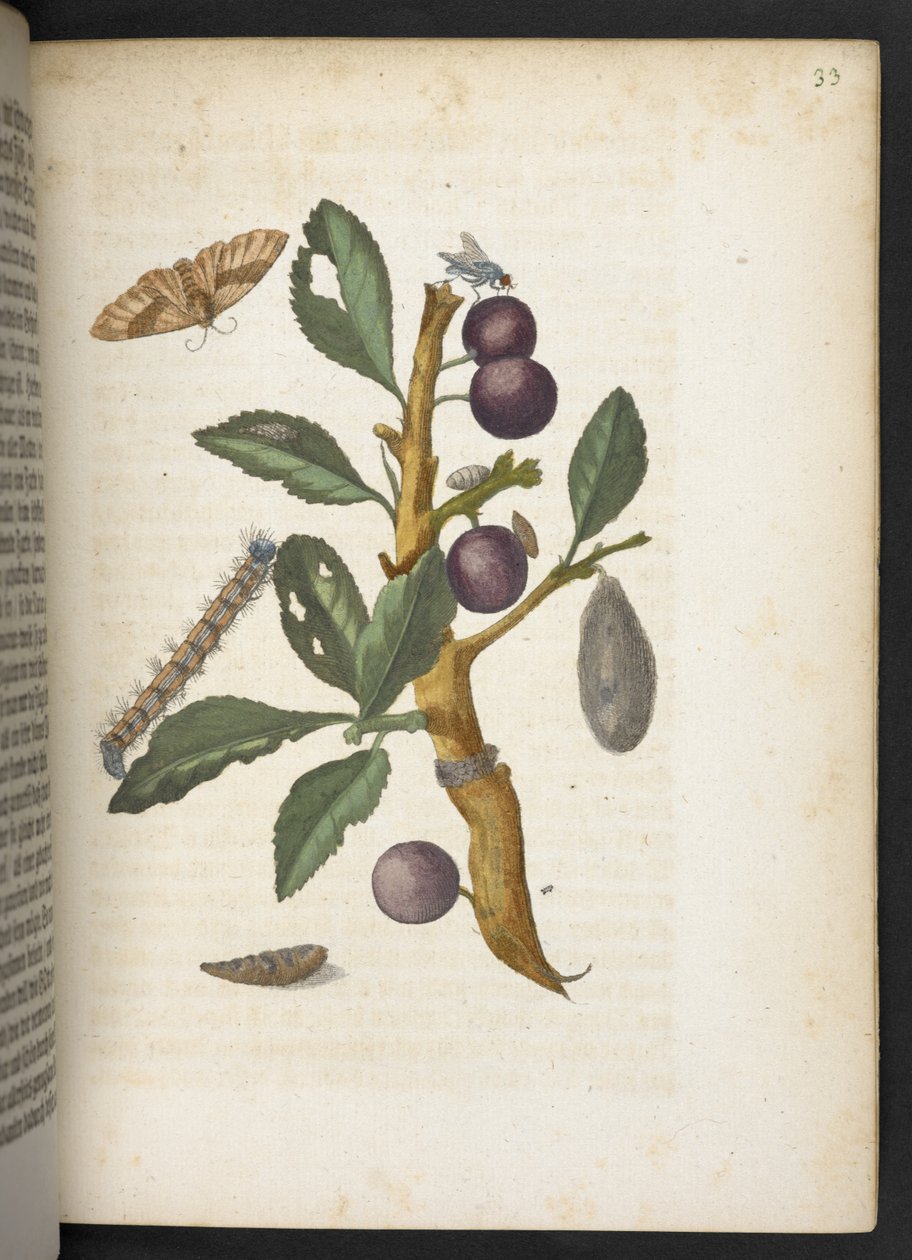 The Wonderful Transformation of Caterpillars and Their Strange Flower Food by Maria Sibylla Merian