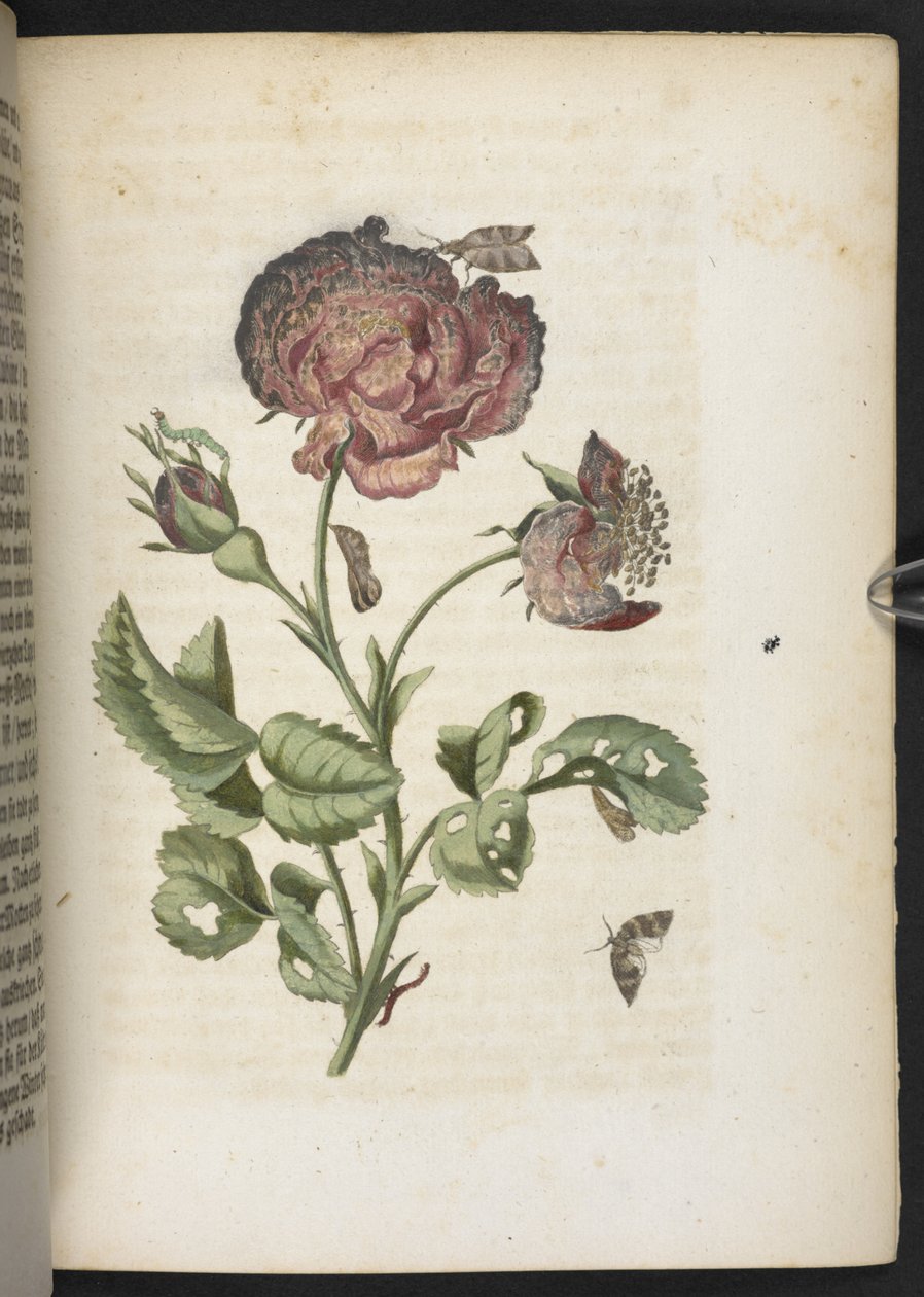 The Wonderful Transformation and Strange Flower-Food of Caterpillars by Maria Sibylla Merian
