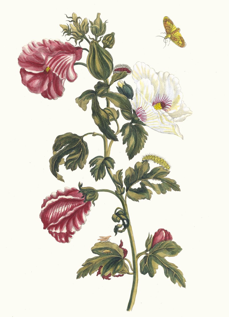 Althea. From the Book Metamorphosis Insectorum Surinamensium by Maria Sibylla Merian