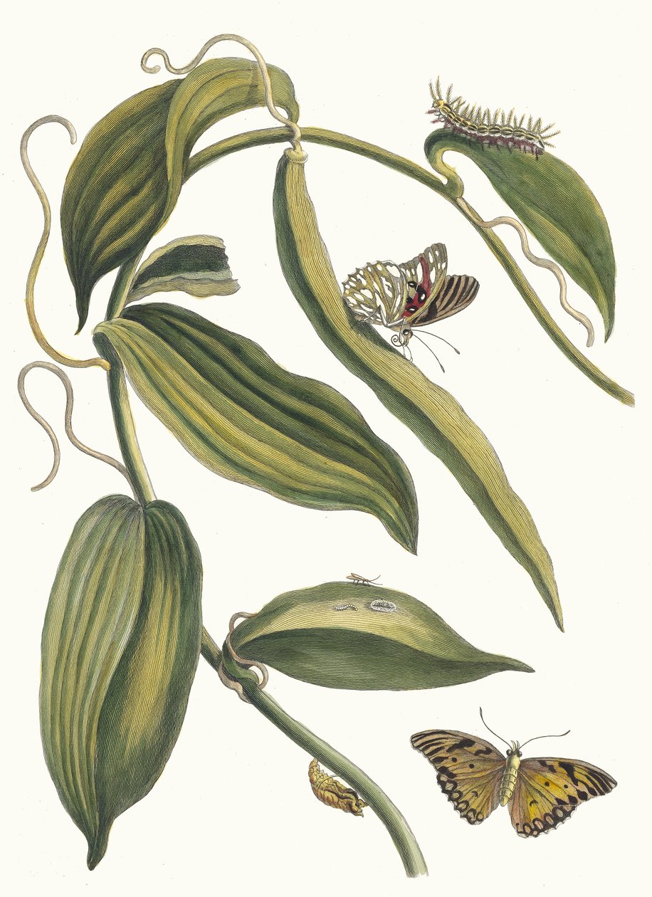 Banille. From the Book Metamorphosis insectorum Surinamensium, 1705 by Maria Sibylla Merian