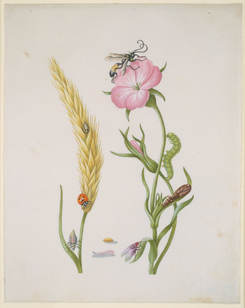 Cereal Ear and Corn Cockle with Metamorphoses of the Five-Spot Ladybird and Blowfly by Maria Sibylla Merian