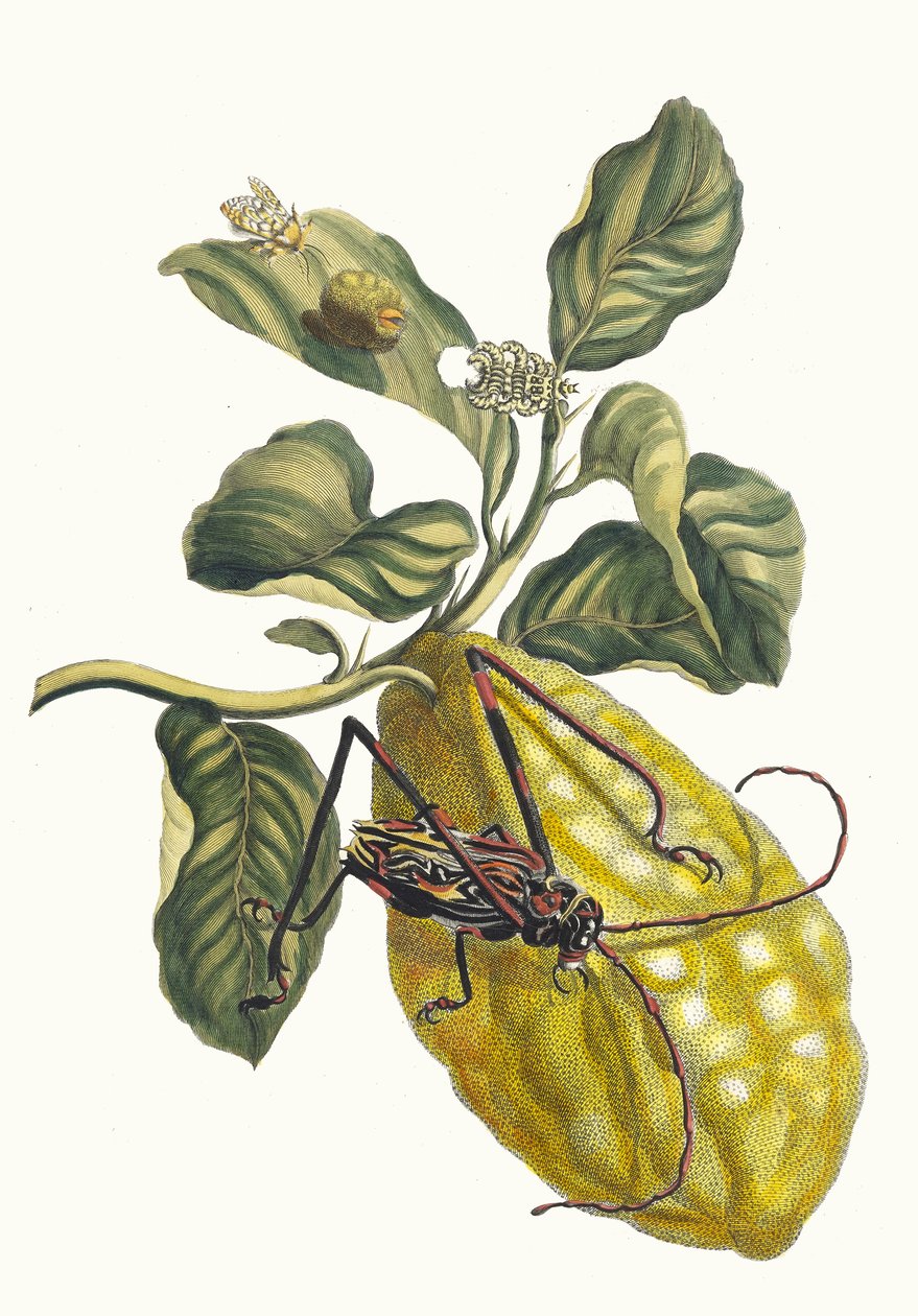 Citronier. From the Book Metamorphosis Insectorum Surinamensium, 1705 by Maria Sibylla Merian
