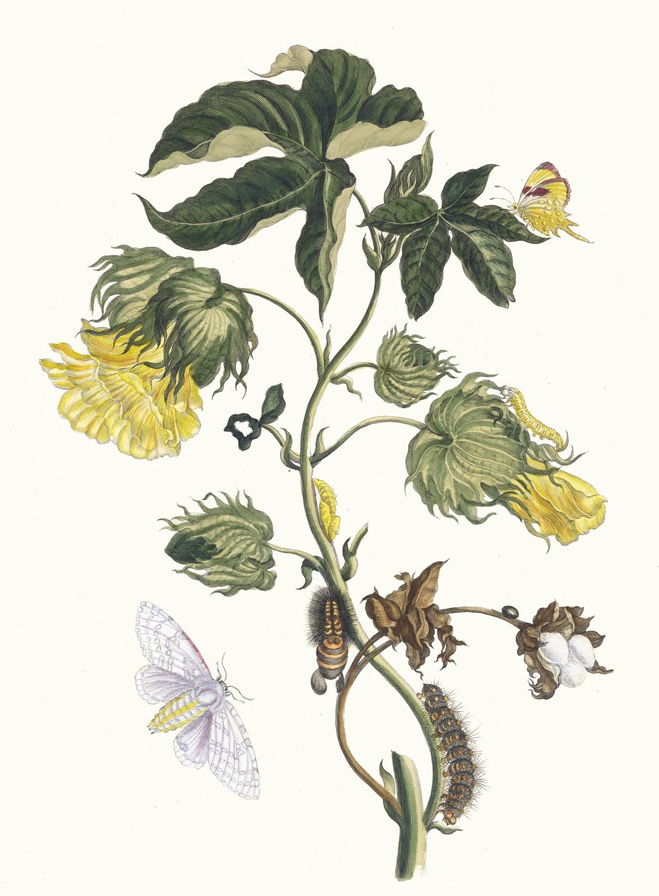 Cotonier. From the Book Metamorphosis insectorum Surinamensium by Maria Sibylla Merian