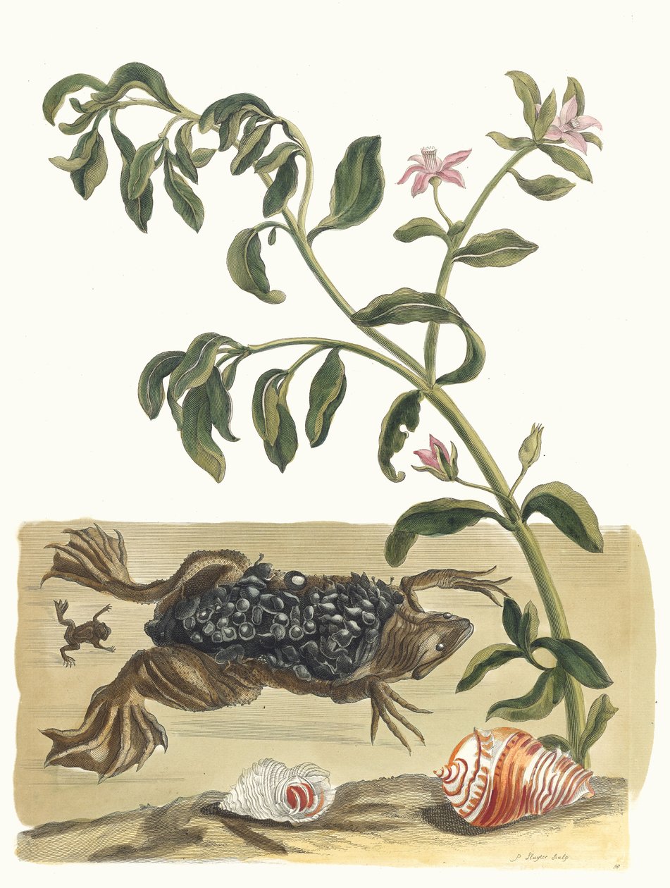 Cresson. From the Book Metamorphosis insectorum Surinamensium by Maria Sibylla Merian