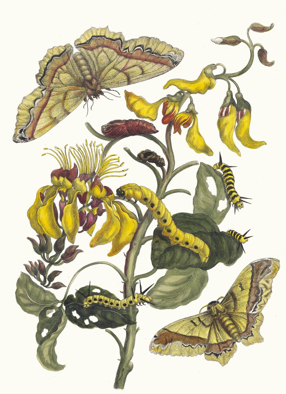 Pallisaden-boom. From the Book Metamorphosis Insectorum Surinamensium by Maria Sibylla Merian