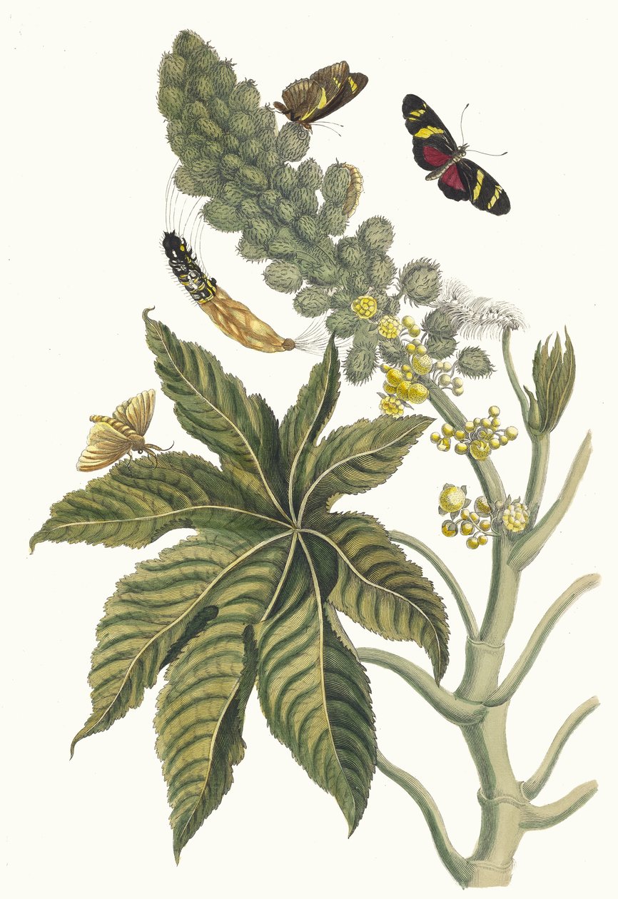 Palma Christi. From the Book Metamorphosis insectorum Surinamensium by Maria Sibylla Merian