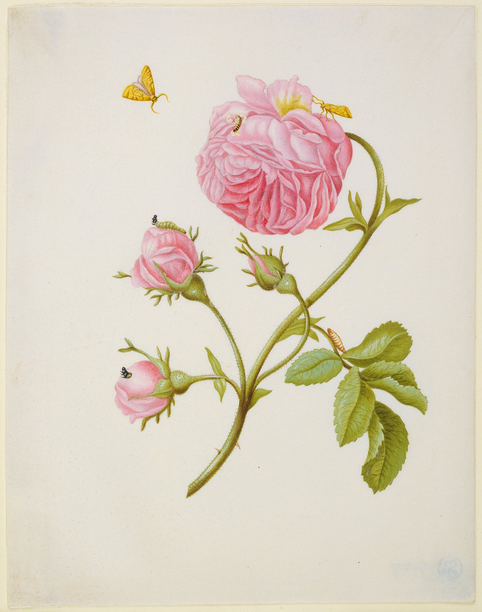 Rose with Metamorphosis of Leaf Roller and a Glued Beetle Larva by Maria Sibylla Merian