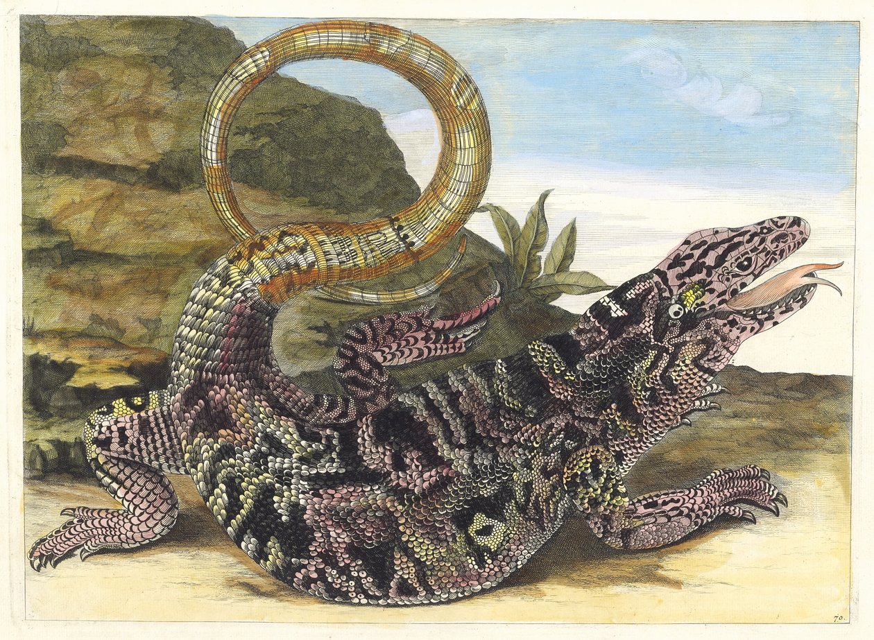 Sauvegarde. From the Book Metamorphosis insectorum Surinamensium by Maria Sibylla Merian
