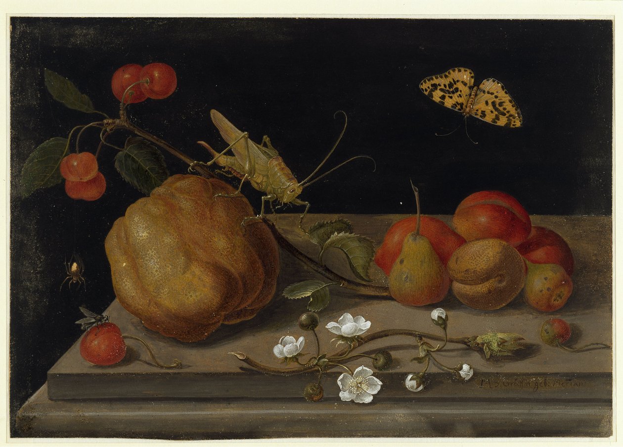 Still Life with Fruits, a Grasshopper and a Butterfly by Maria Sibylla Merian