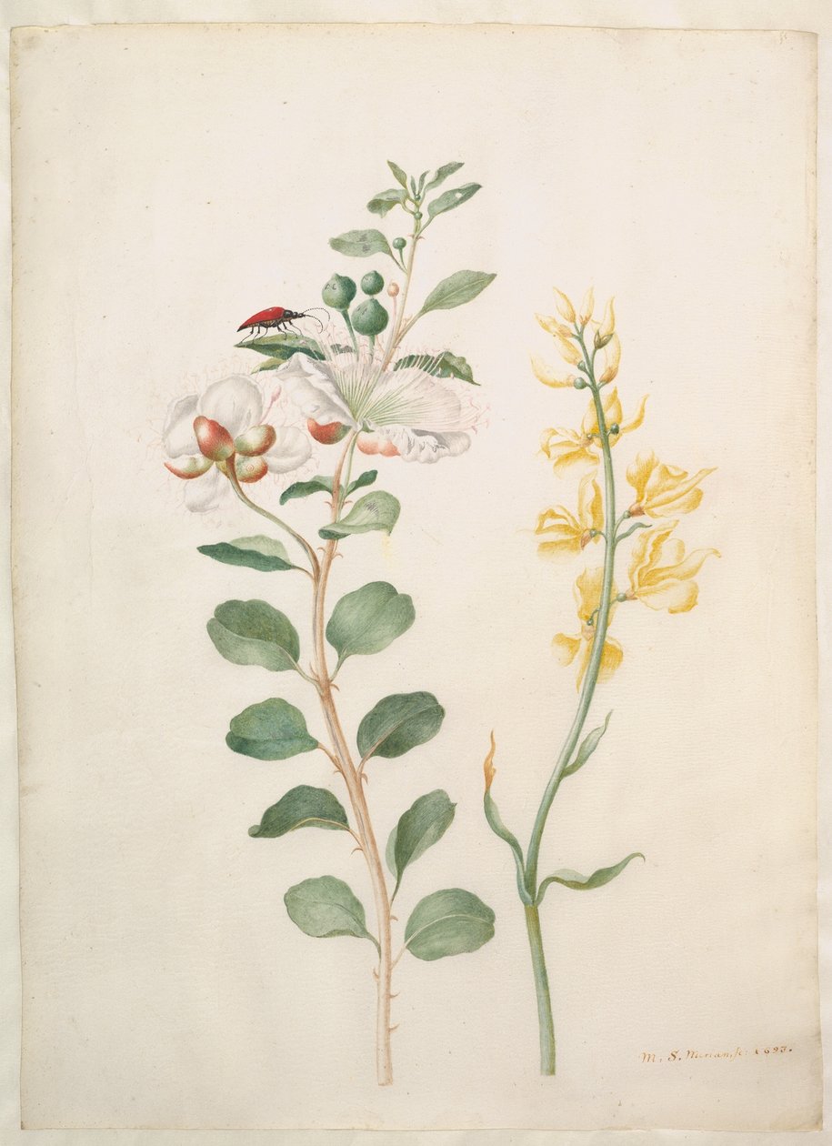 Study of Capers, Gorse, and a Beetle by Maria Sibylla Merian