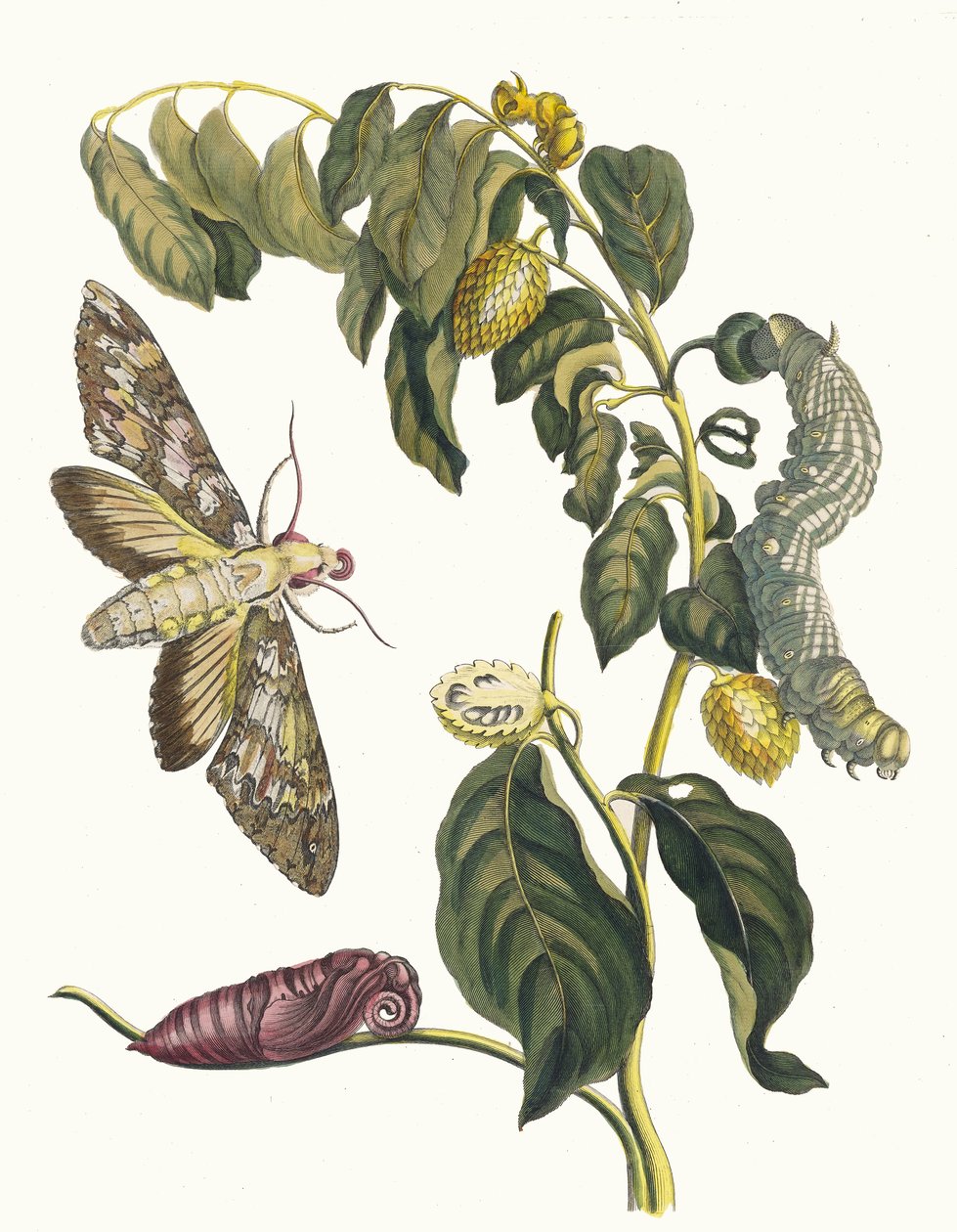 Zursak. From the Book Metamorphosis insectorum Surinamensium by Maria Sibylla Merian