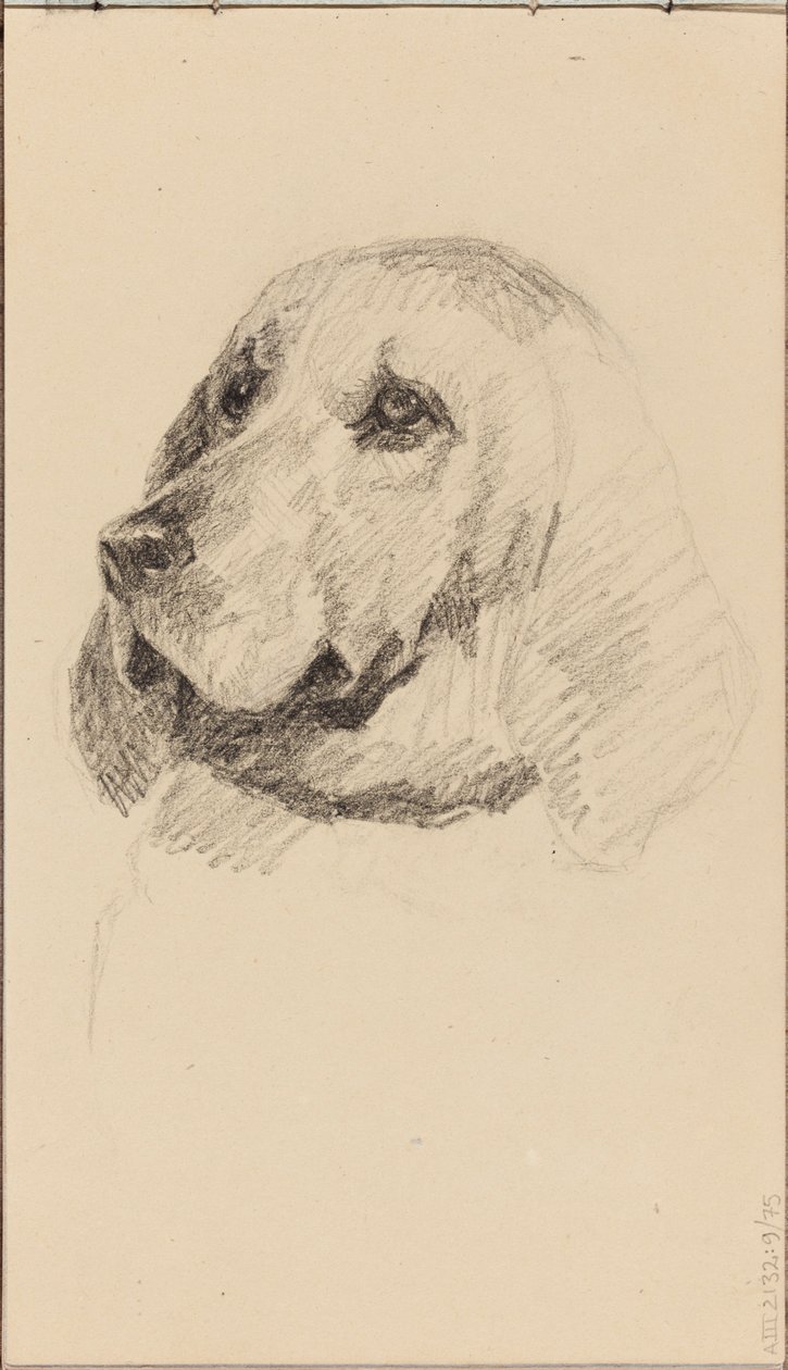 Head of a Dog by Maria Wiik