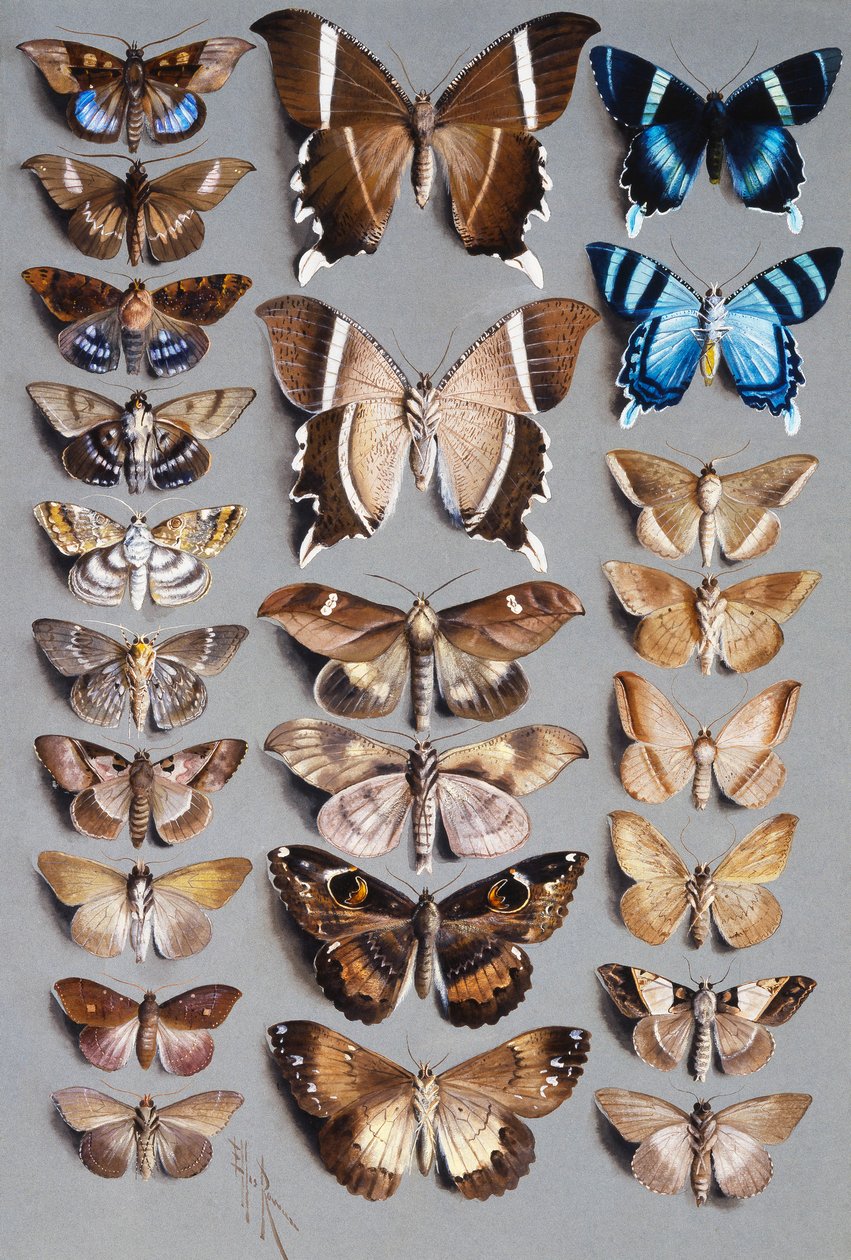 Twenty-Four Moths in Three Columns by Marian Ellis Rowan