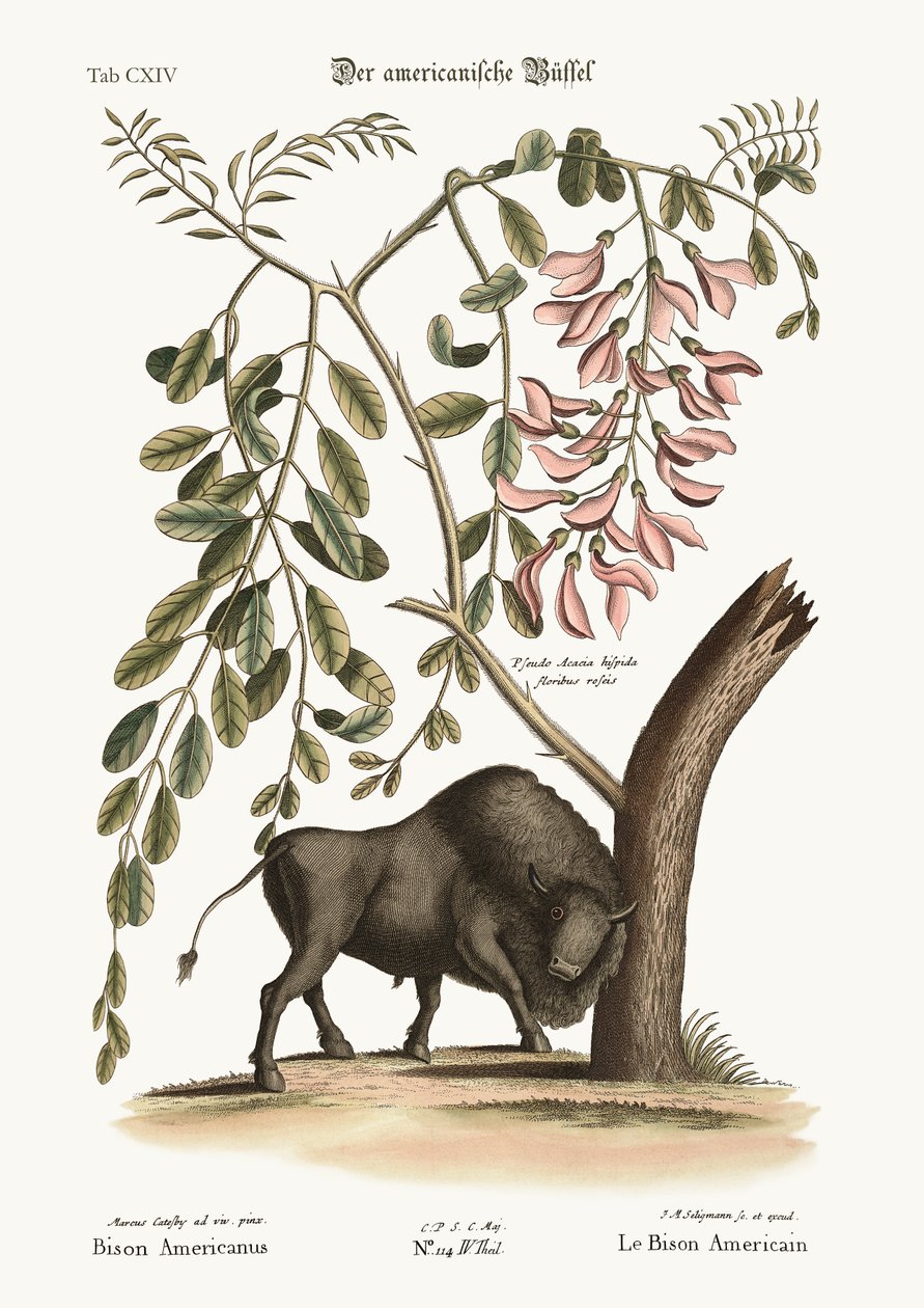 The American Bison by Mark Catesby