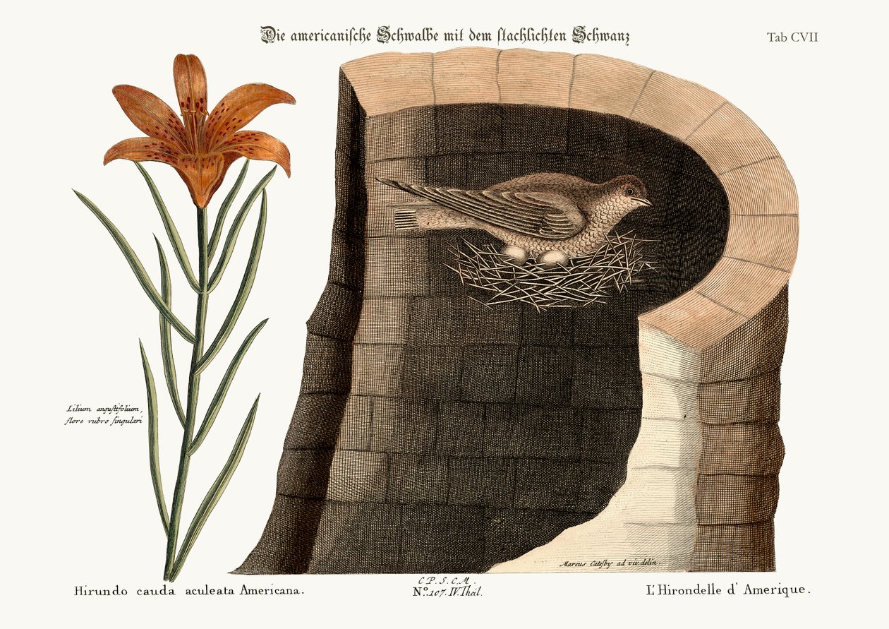 The American Swallow, 1749-73 by Mark Catesby