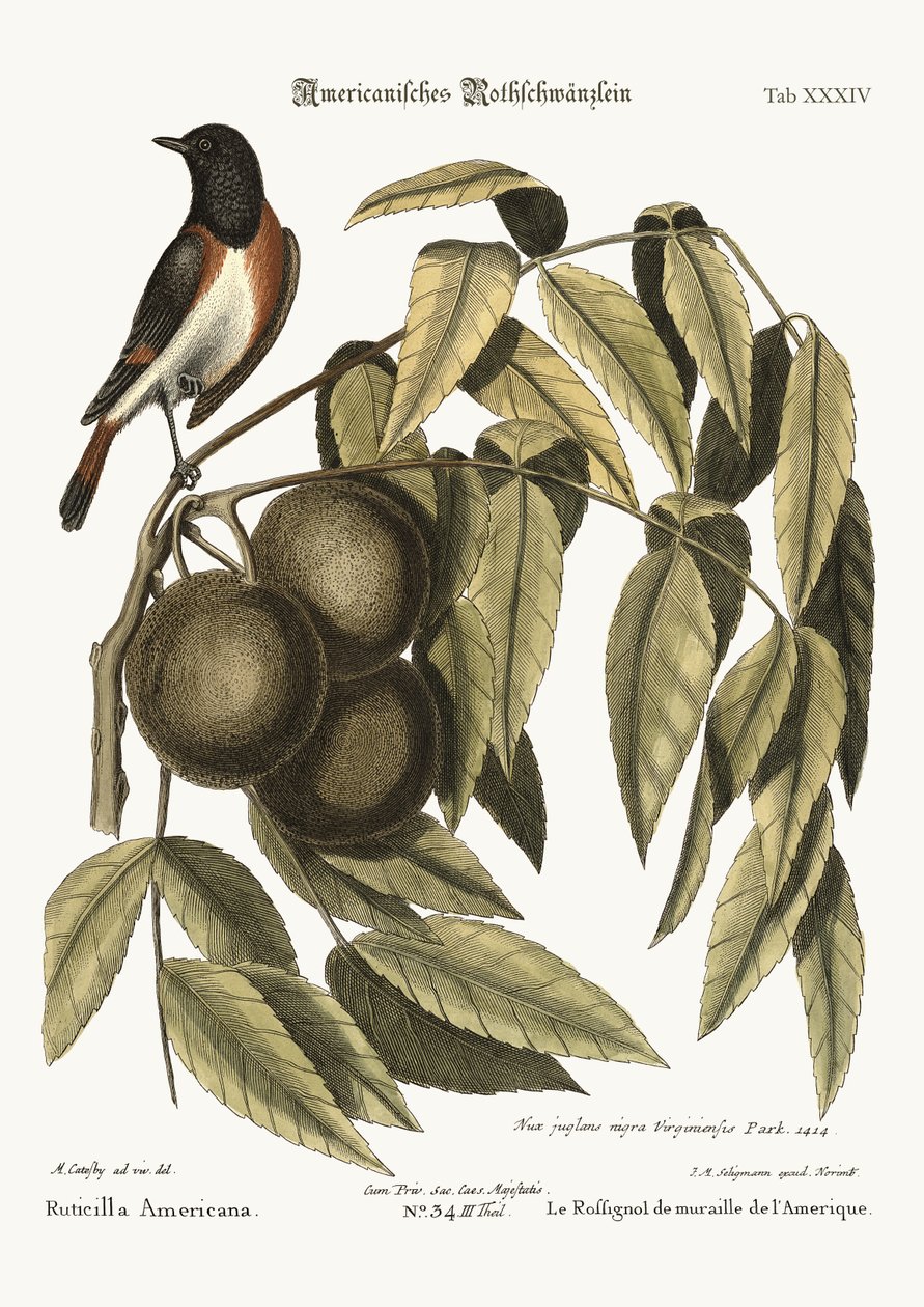 The Redstart, 1749-73 by Mark Catesby