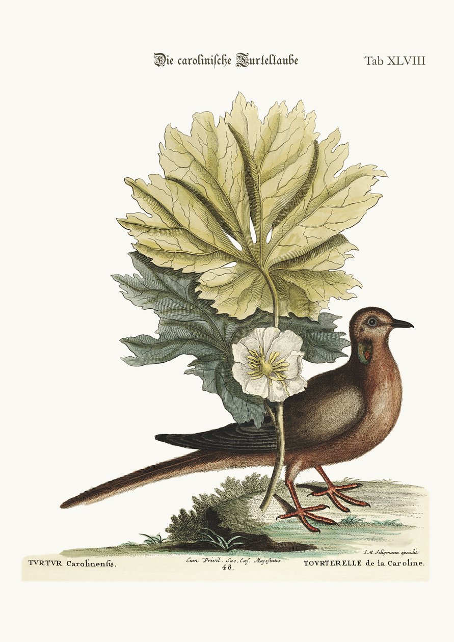 The Turtle of Carolina, 1749-73 by Mark Catesby
