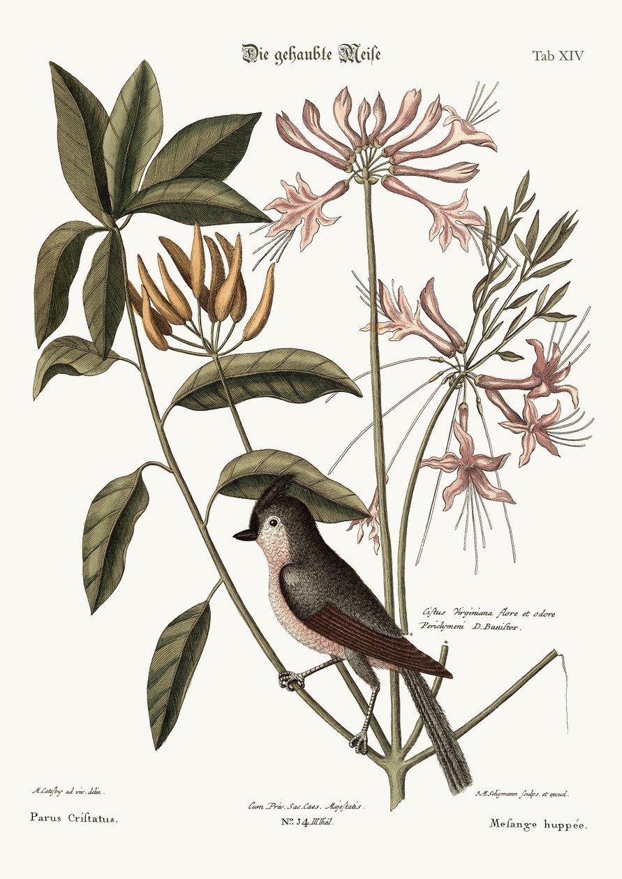 The Crested Titmouse by Mark Catesby