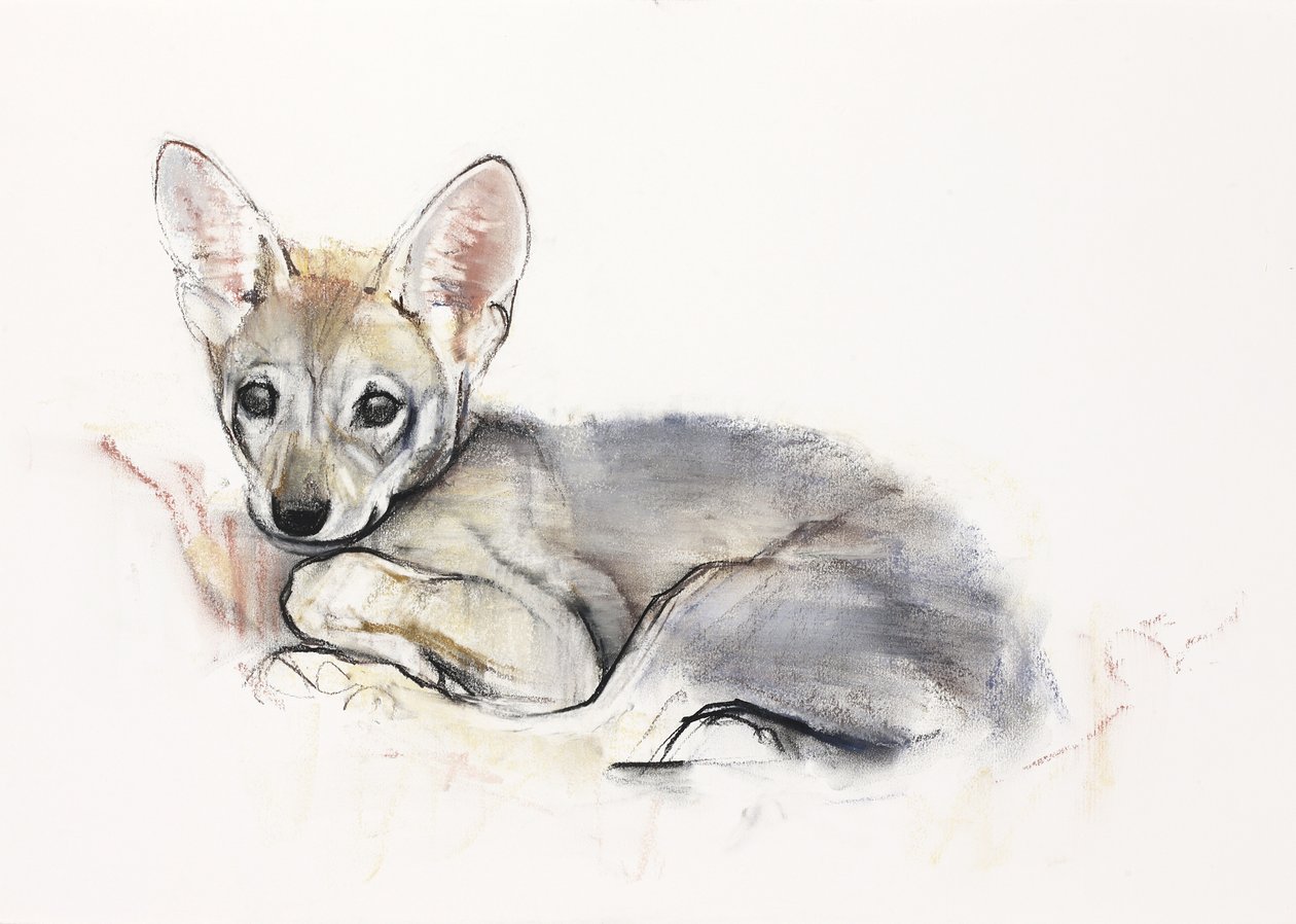 Curled Arabian Wolf Pup by Mark Adlington