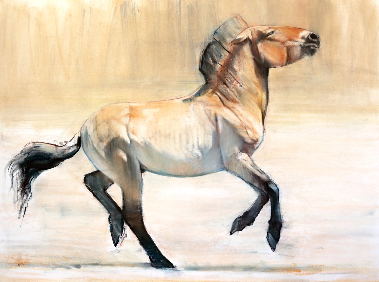 Equus (Przewalski) by Mark Adlington