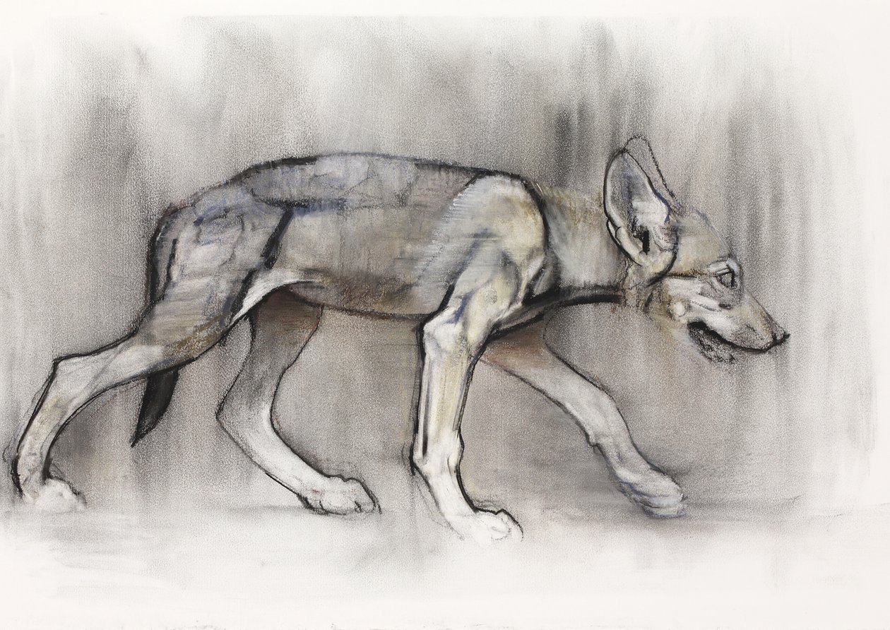 Lean Pup (Arabian Wolf), 2009 by Mark Adlington
