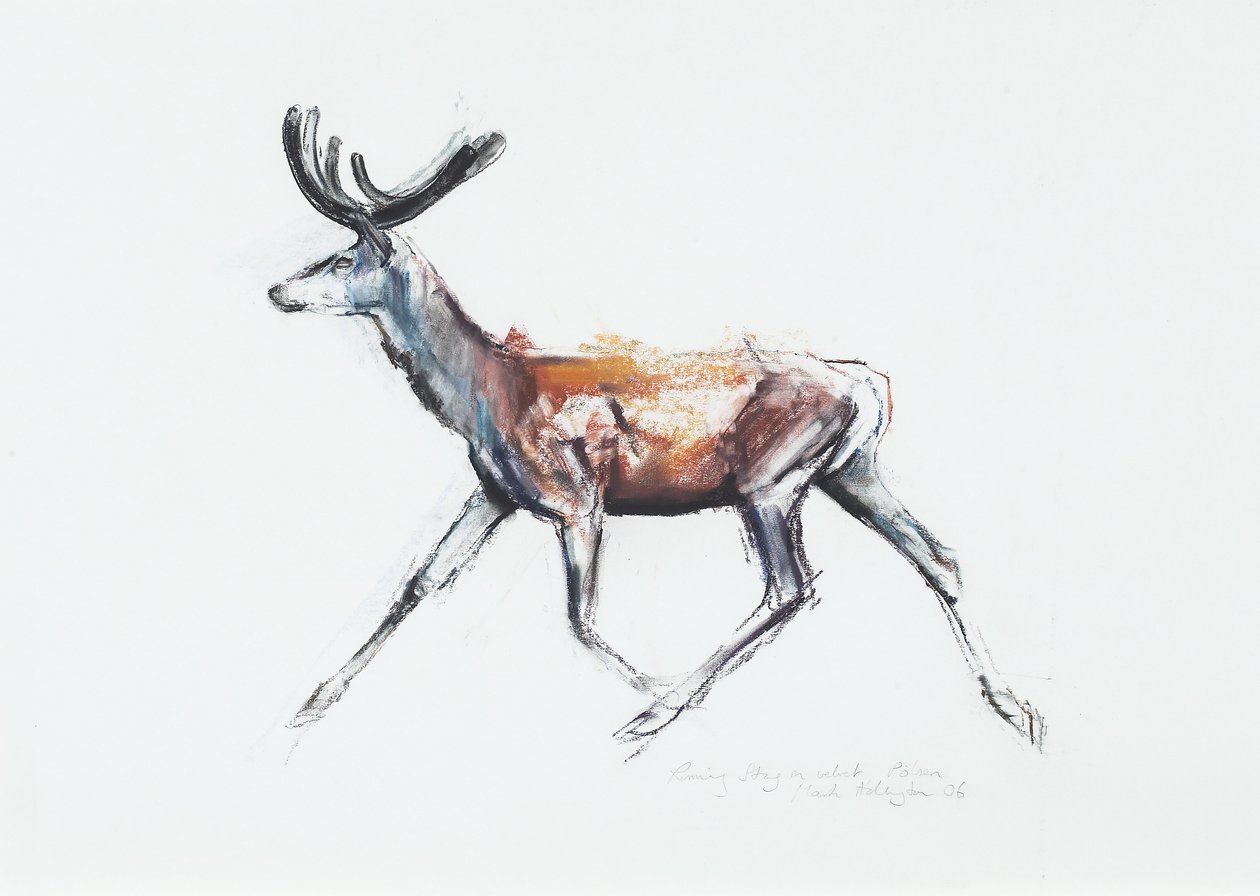 Running Stag in velvet, Polsen by Mark Adlington