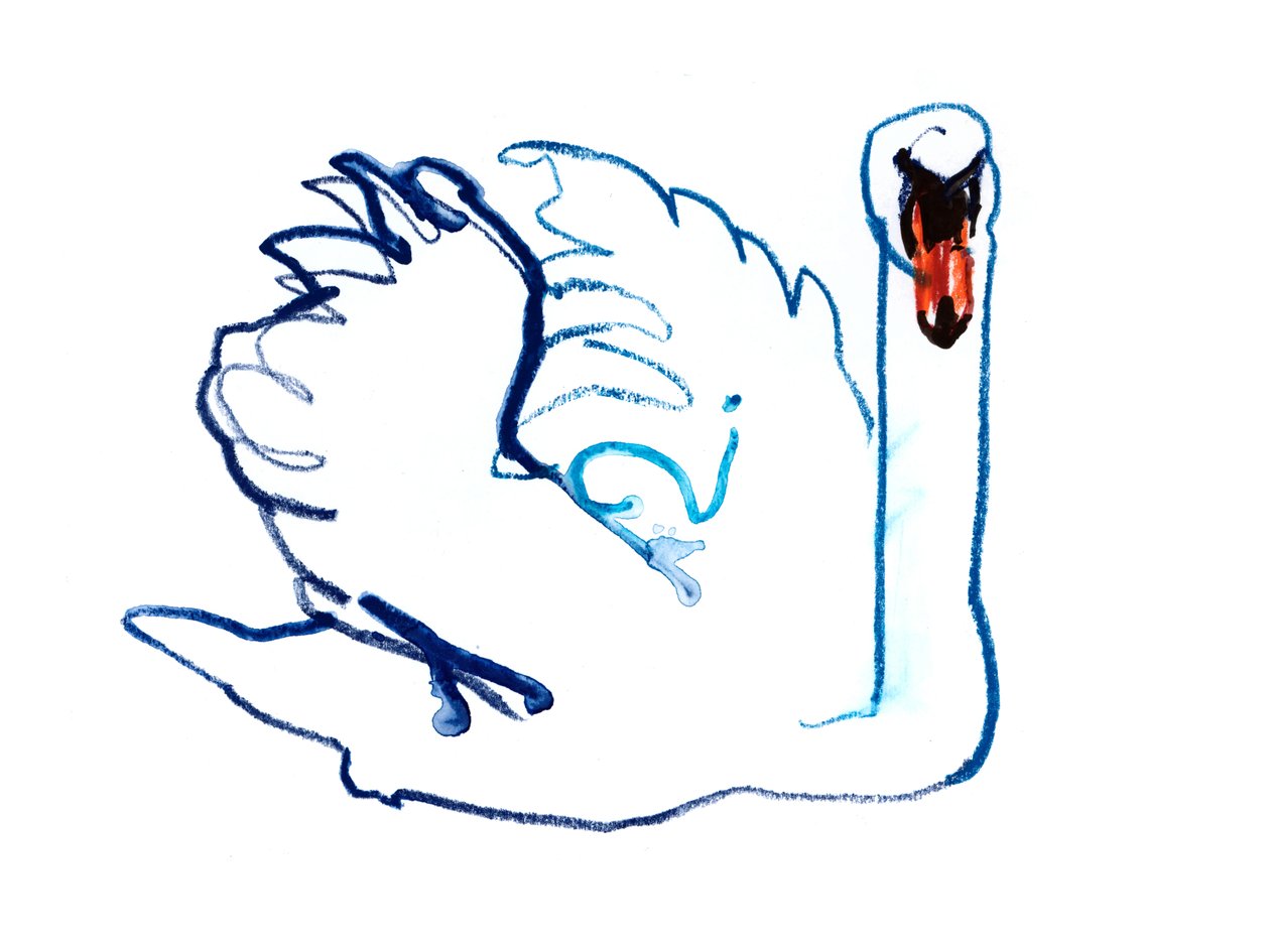Swan, 2021 by Mark Adlington