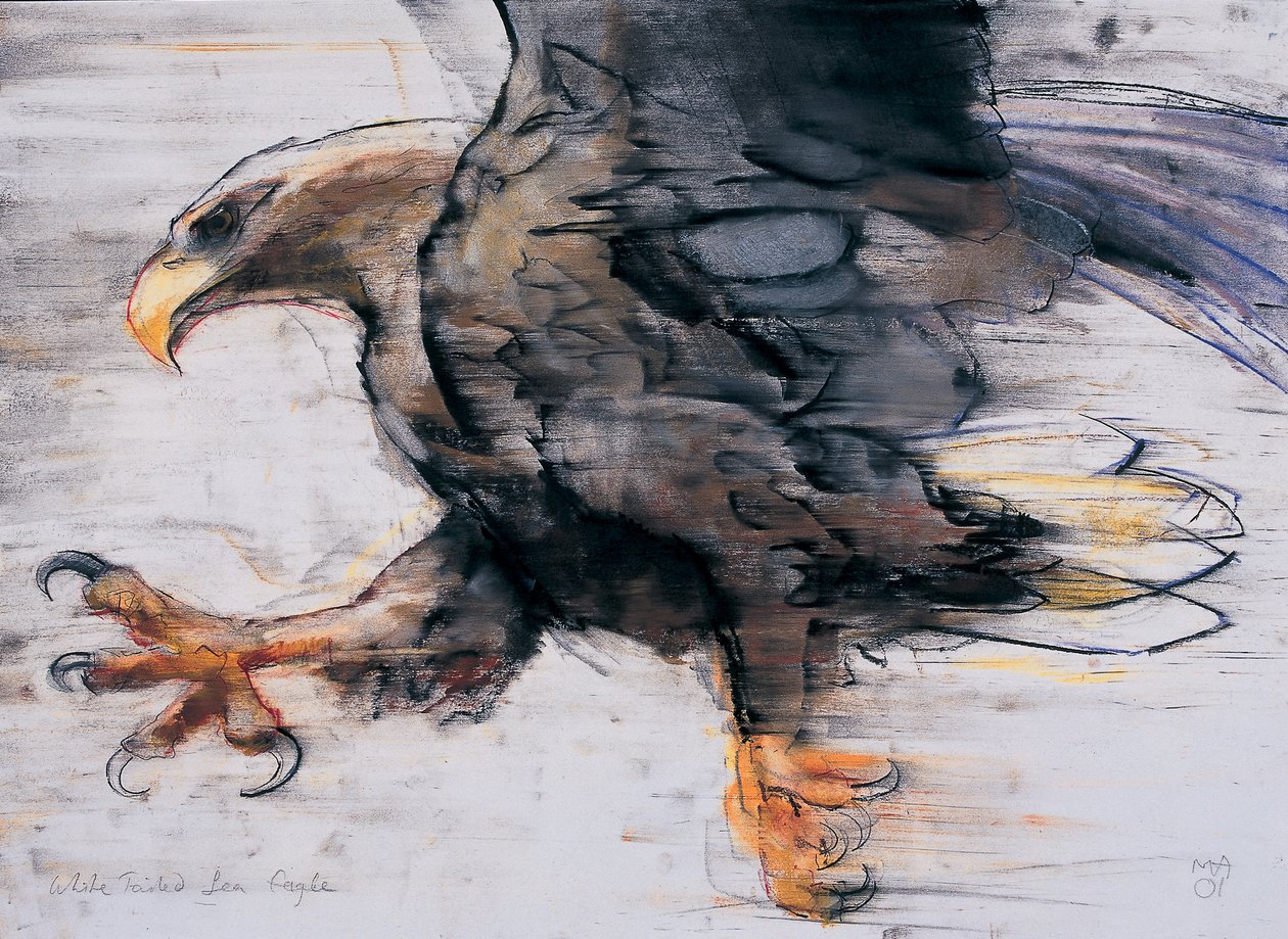 Talons - White tailed Sea Eagle by Mark Adlington