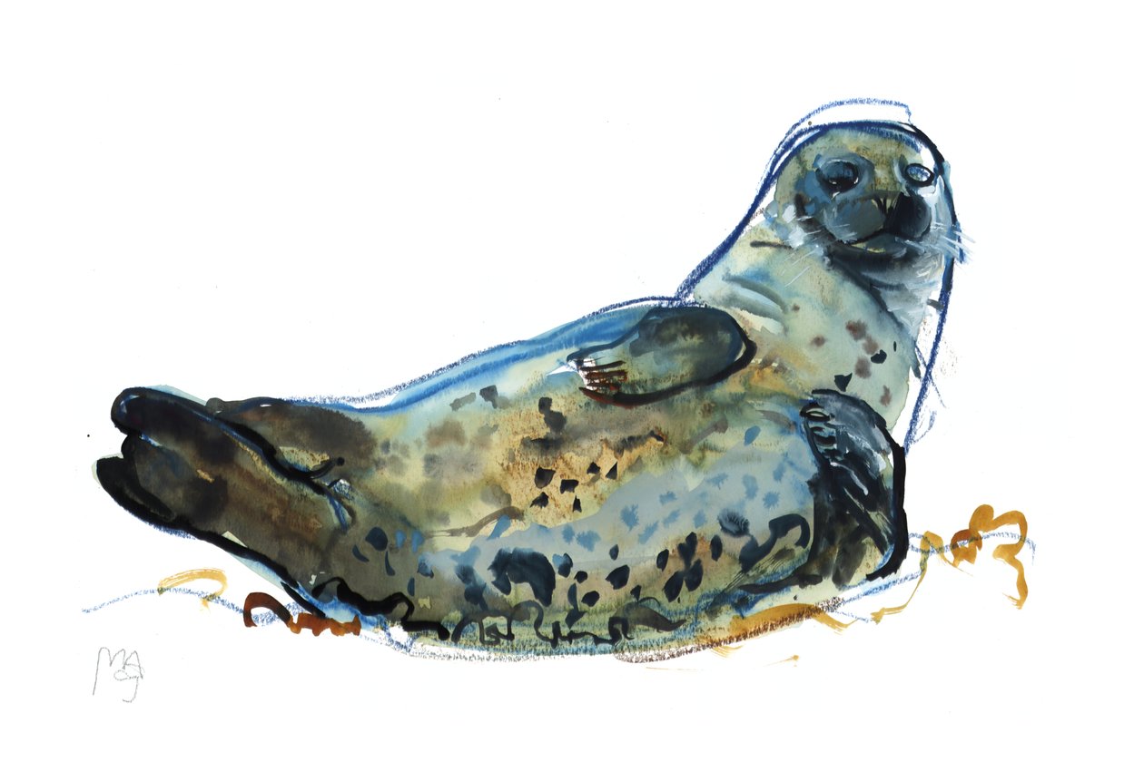 Westcove Seal by Mark Adlington