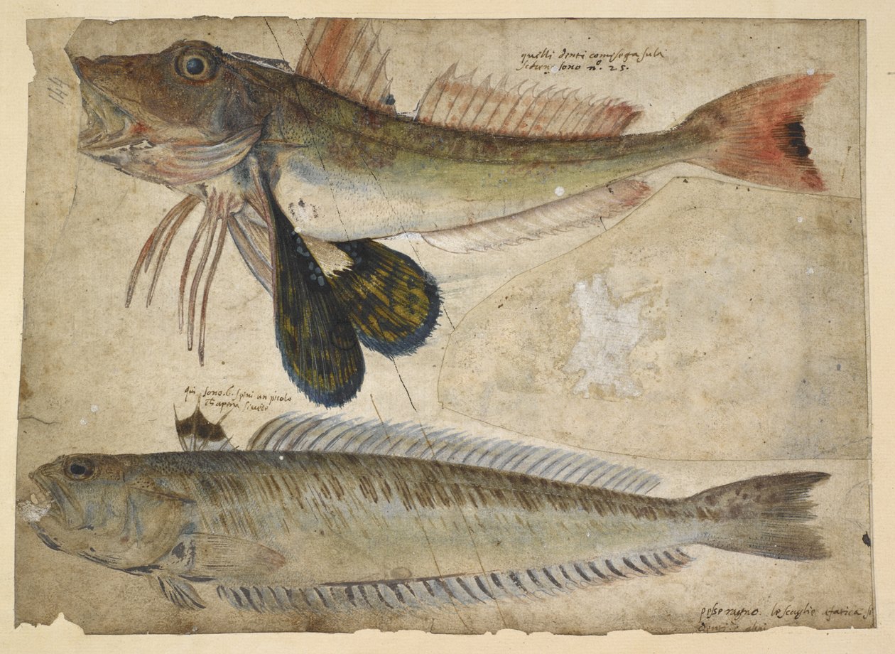 Drawings of Two Fish, from an 