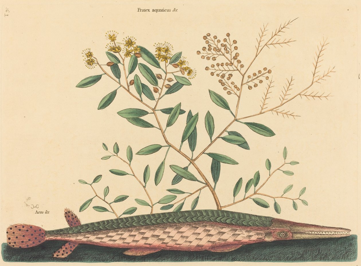 The Green Gar Fish Esox osseus, published 1731-1743 by Mark Catesby
