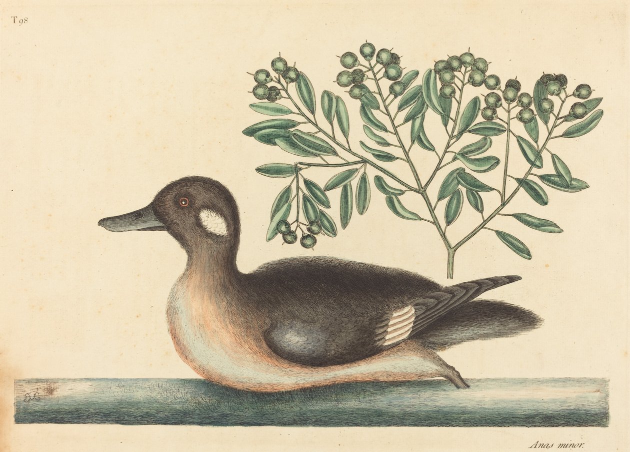 The Little Brown Duck Anas rustica, published 1754 by Mark Catesby