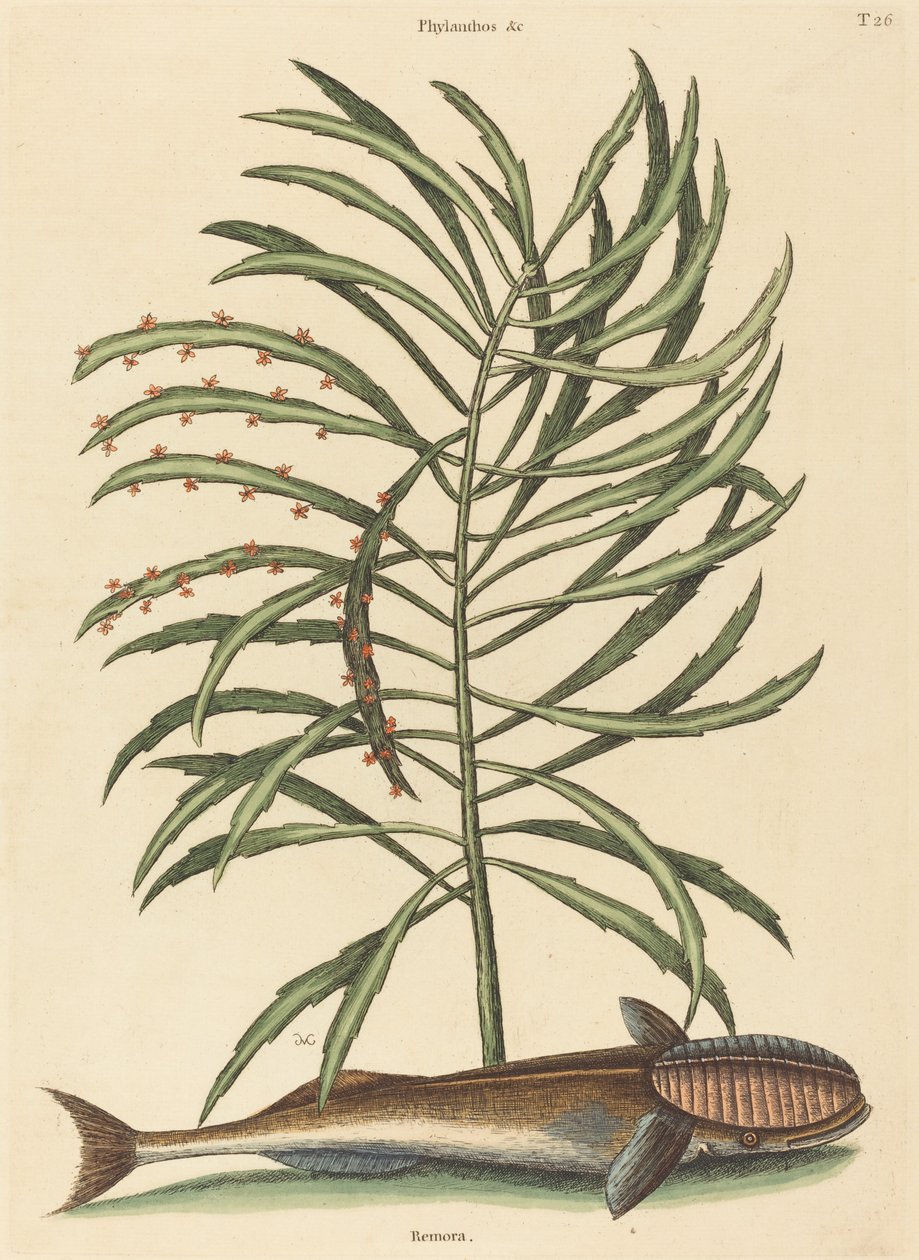 The Sucking Fish by Mark Catesby