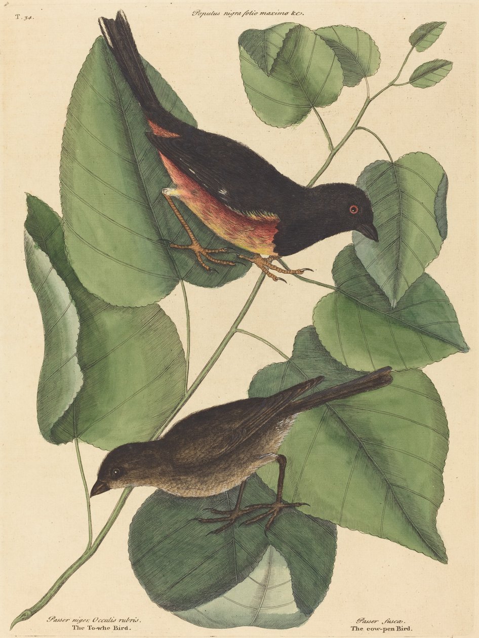 The Towhe Bird by Mark Catesby