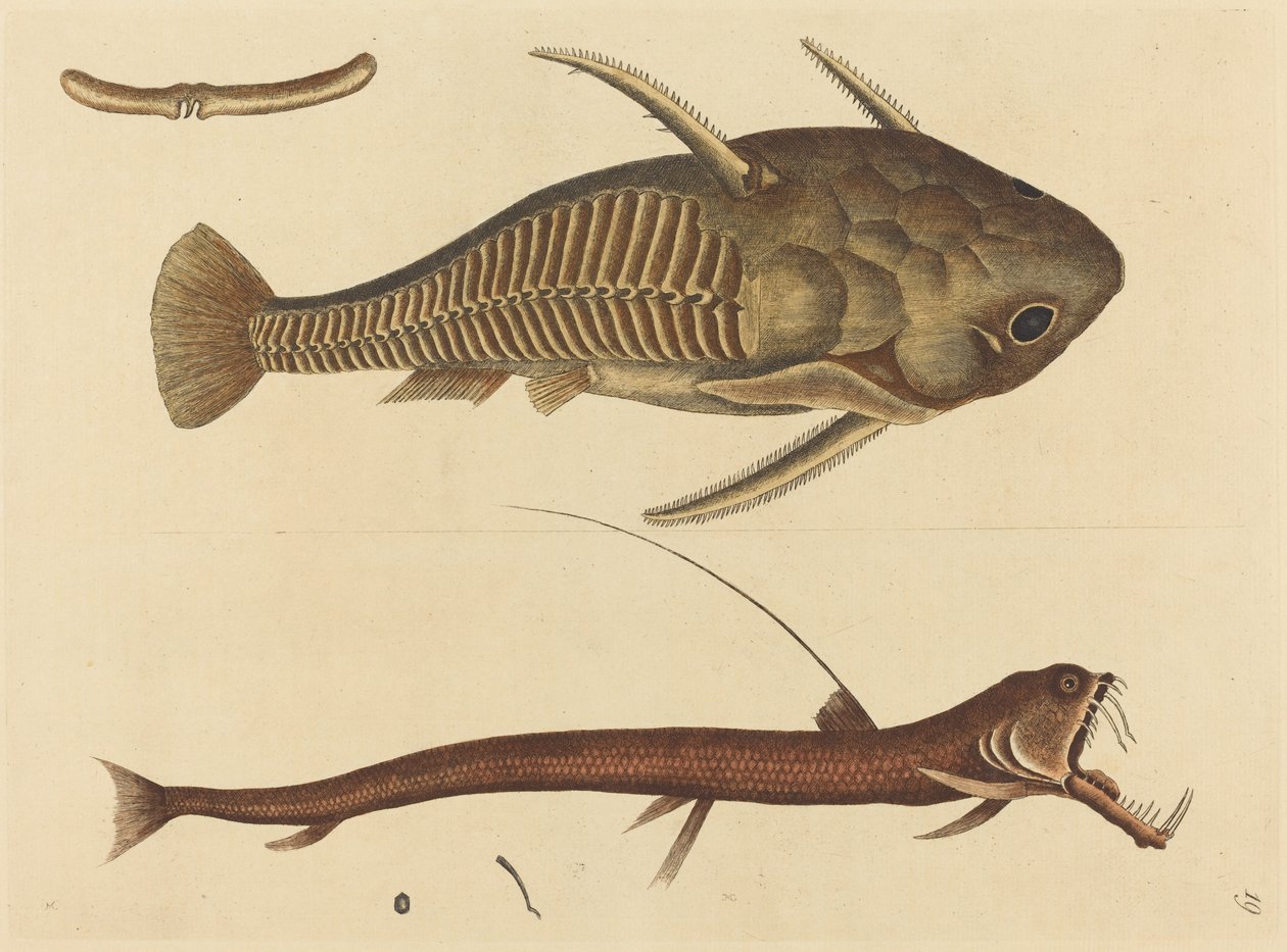 The Viper-mouth by Mark Catesby