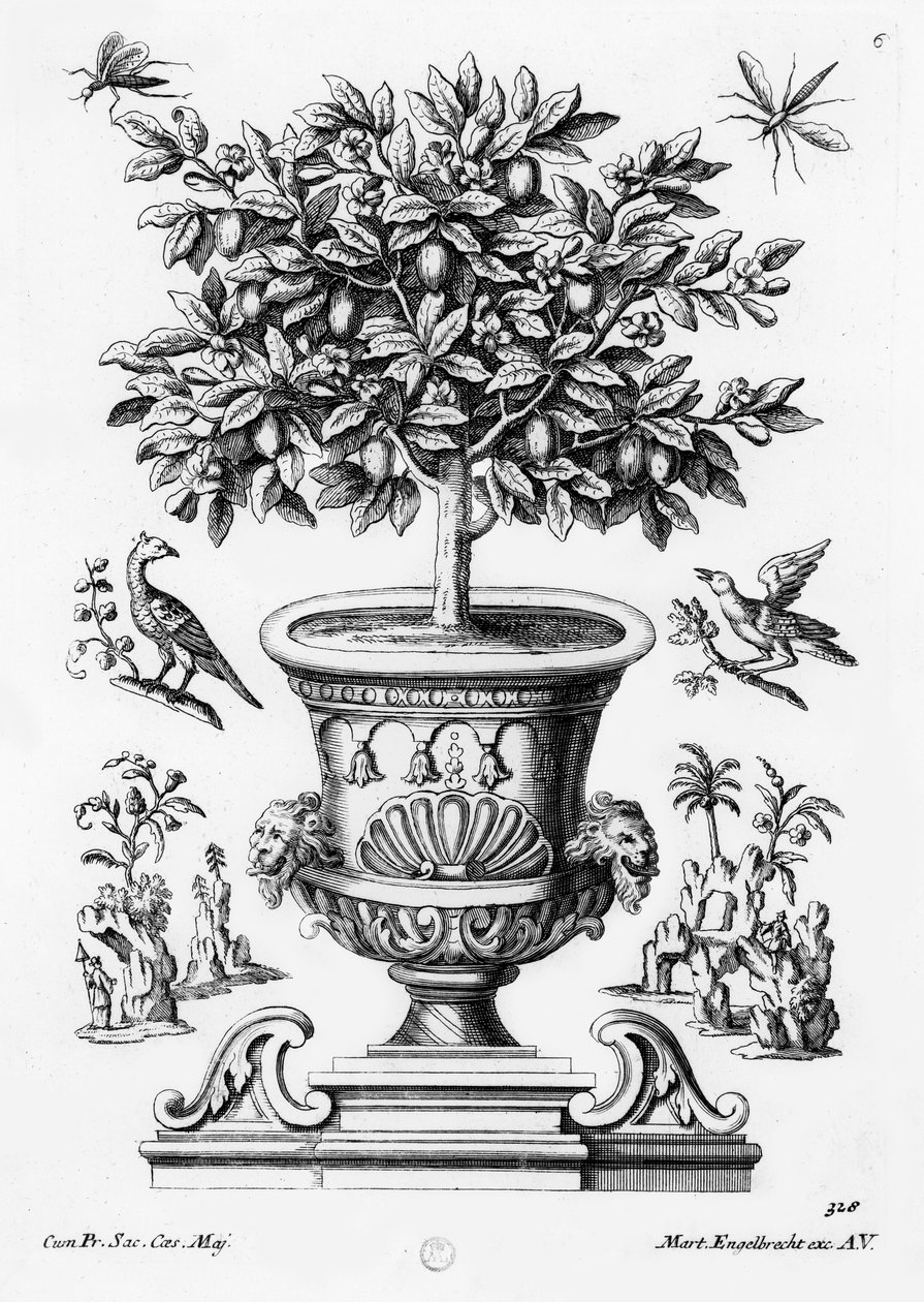 Citrus trees by Martin Engelbrecht