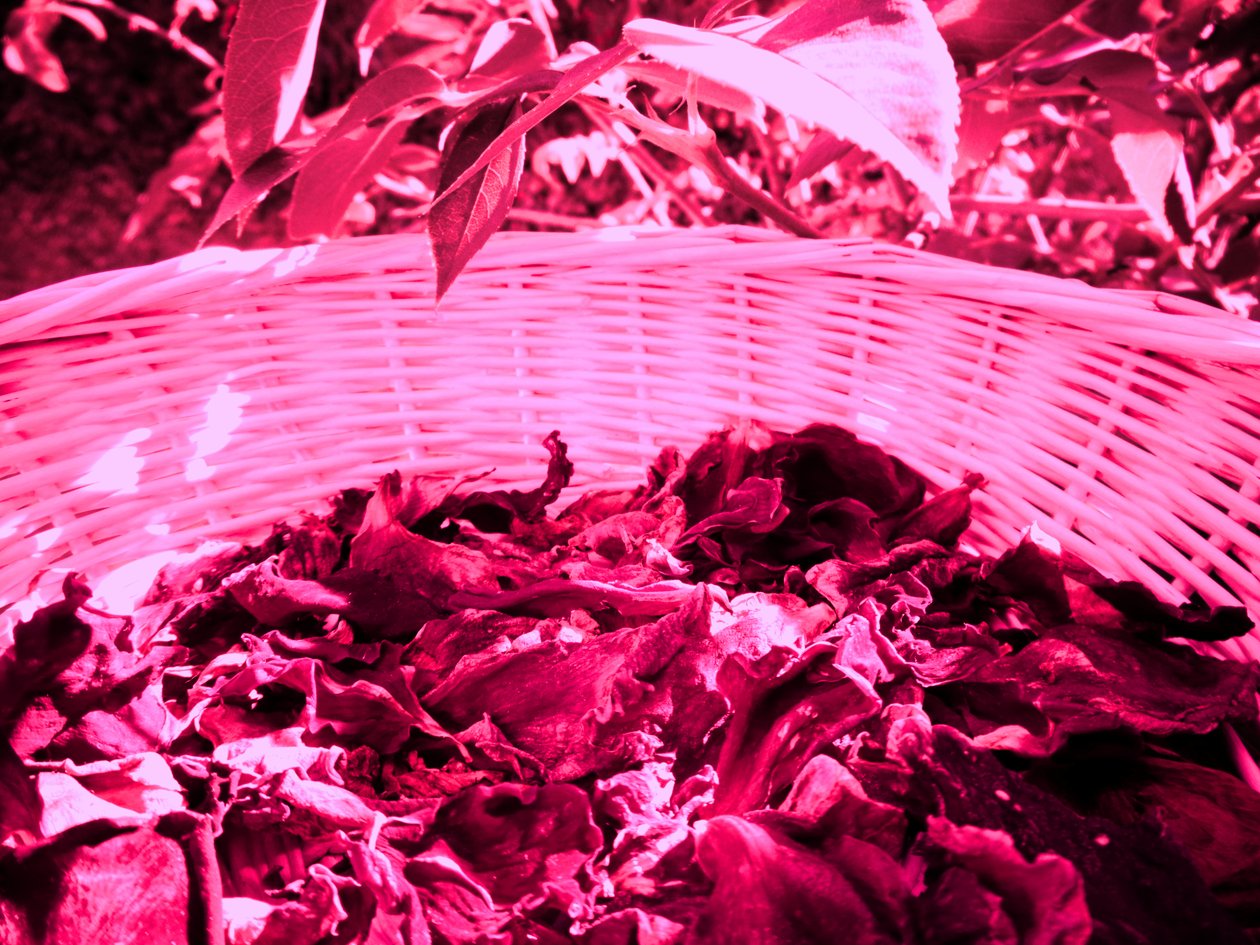 Rose Petals Potpourri by Martina Konitzky