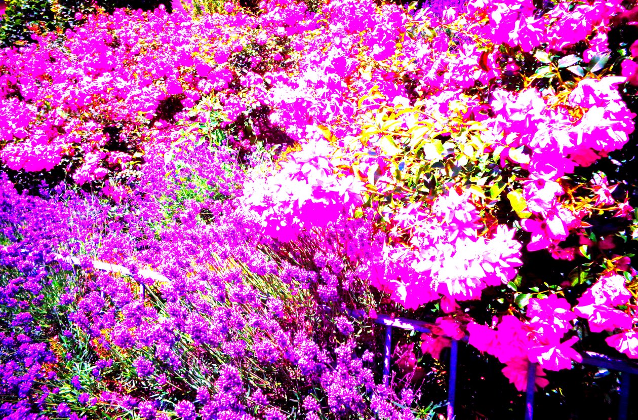Front Garden with Roses and Lavender by Martina Konitzky