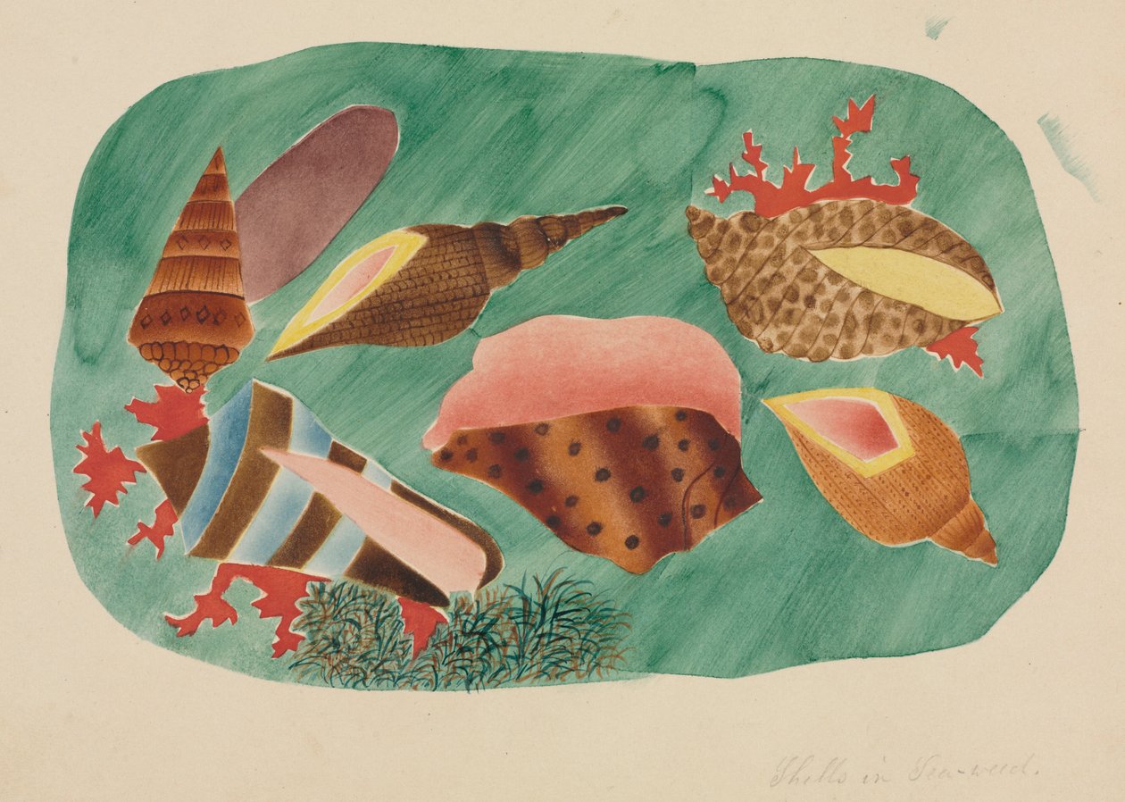 Shells in Seaweed by Mary Altha Nims