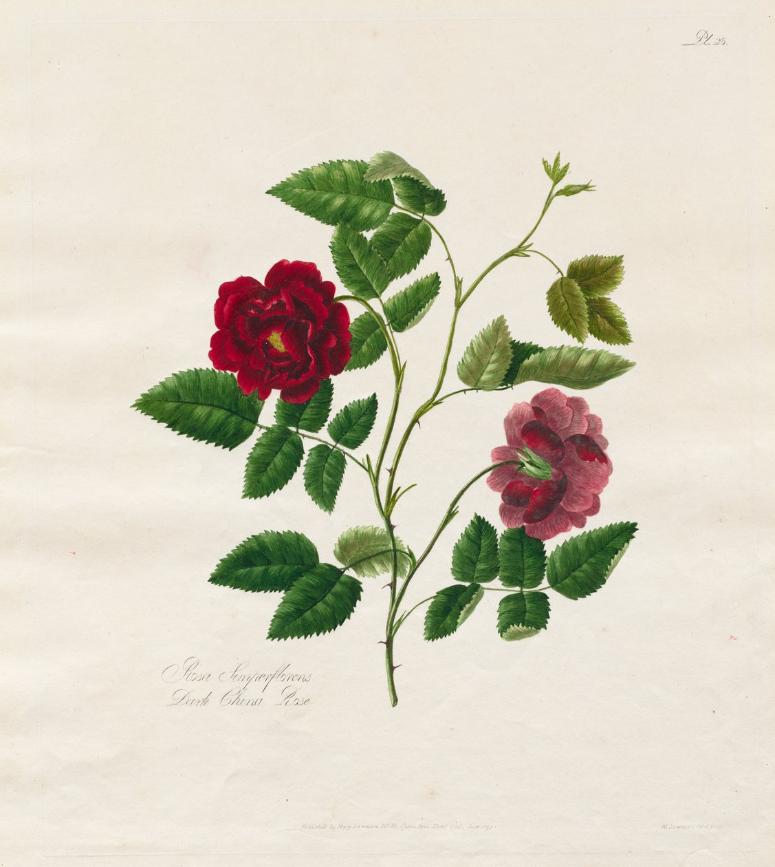 A Collection of Roses from Nature: Dark China Rose by Mary Lawrence