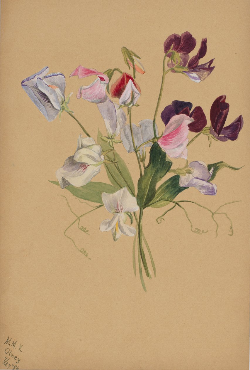 Untitled (Flower Study) by Mary Vaux Walcott
