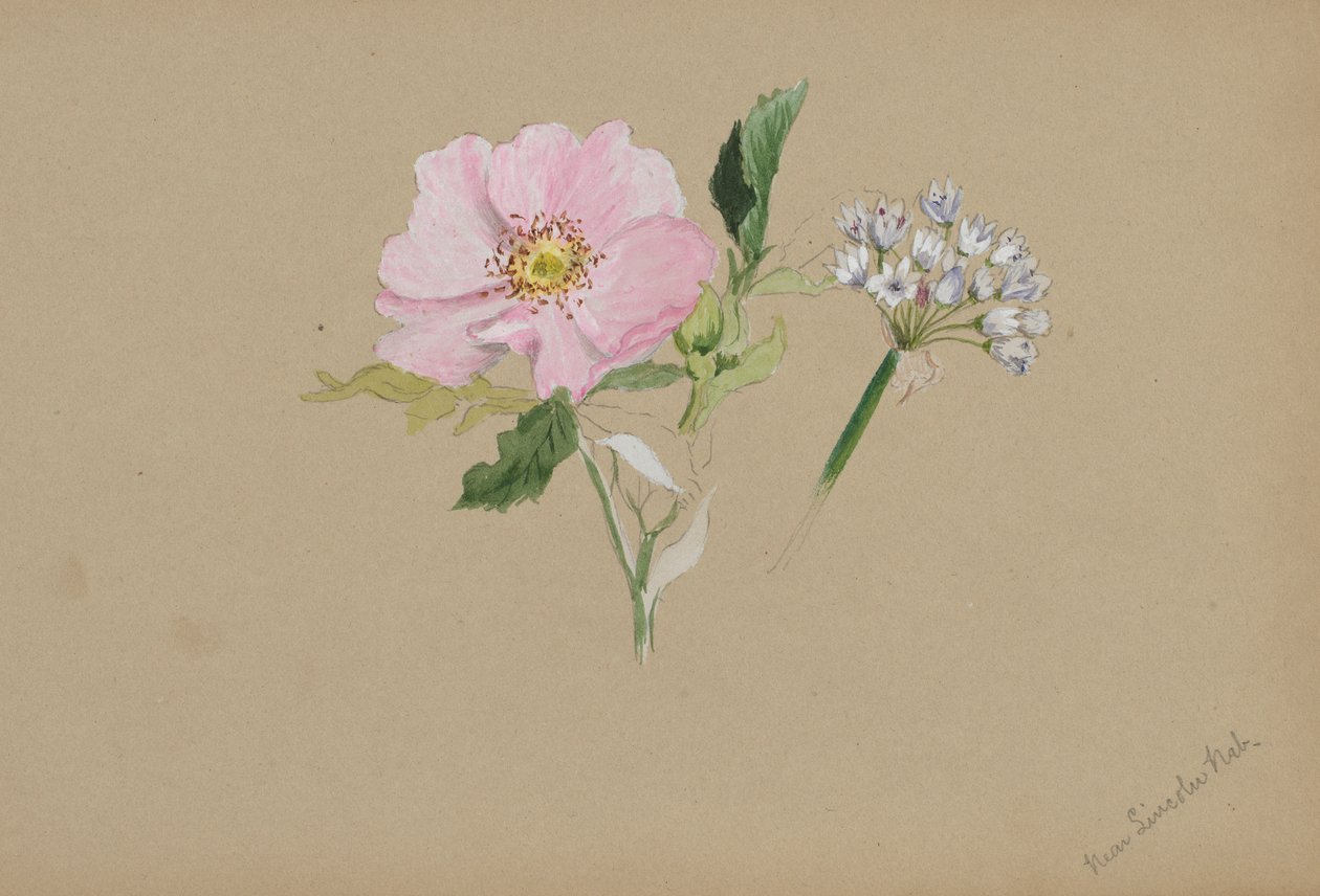 Untitled (Flower Study) by Mary Vaux Walcott