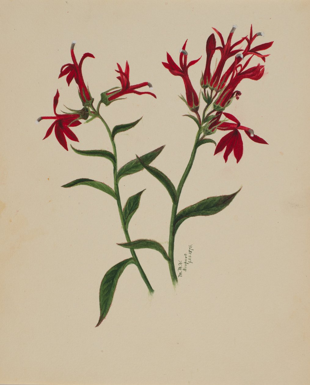 Untitled (Flower Study) by Mary Vaux Walcott